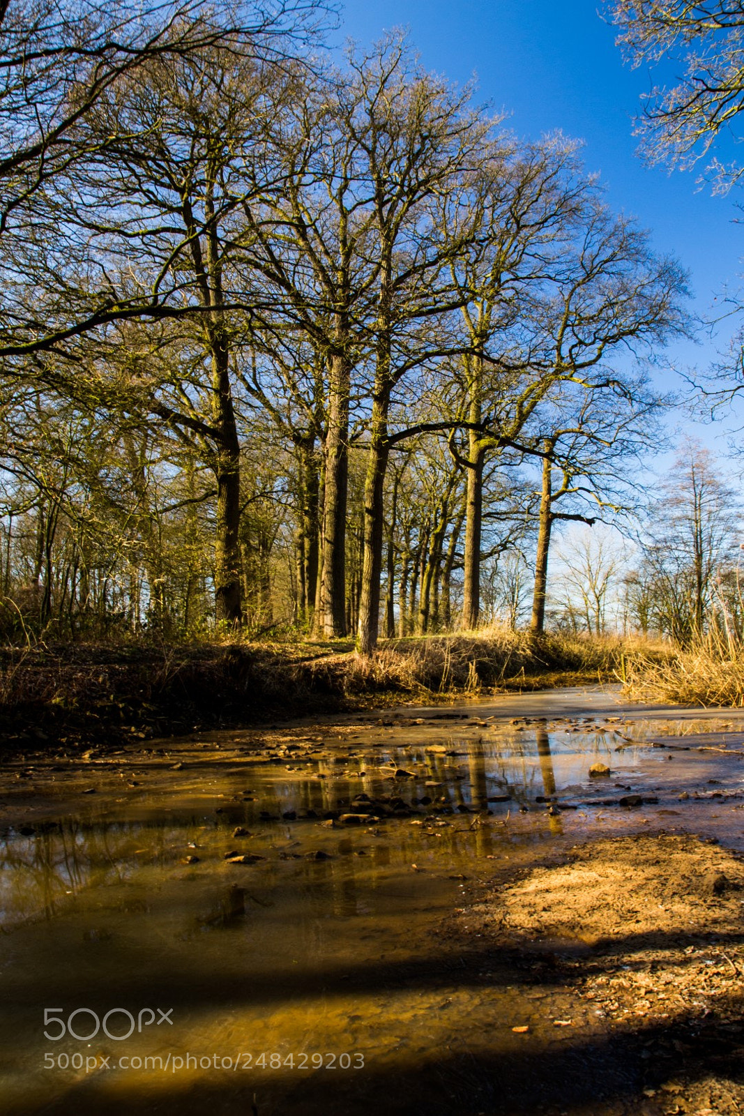 Canon EOS 700D (EOS Rebel T5i / EOS Kiss X7i) sample photo. Heeswijk dinther photography