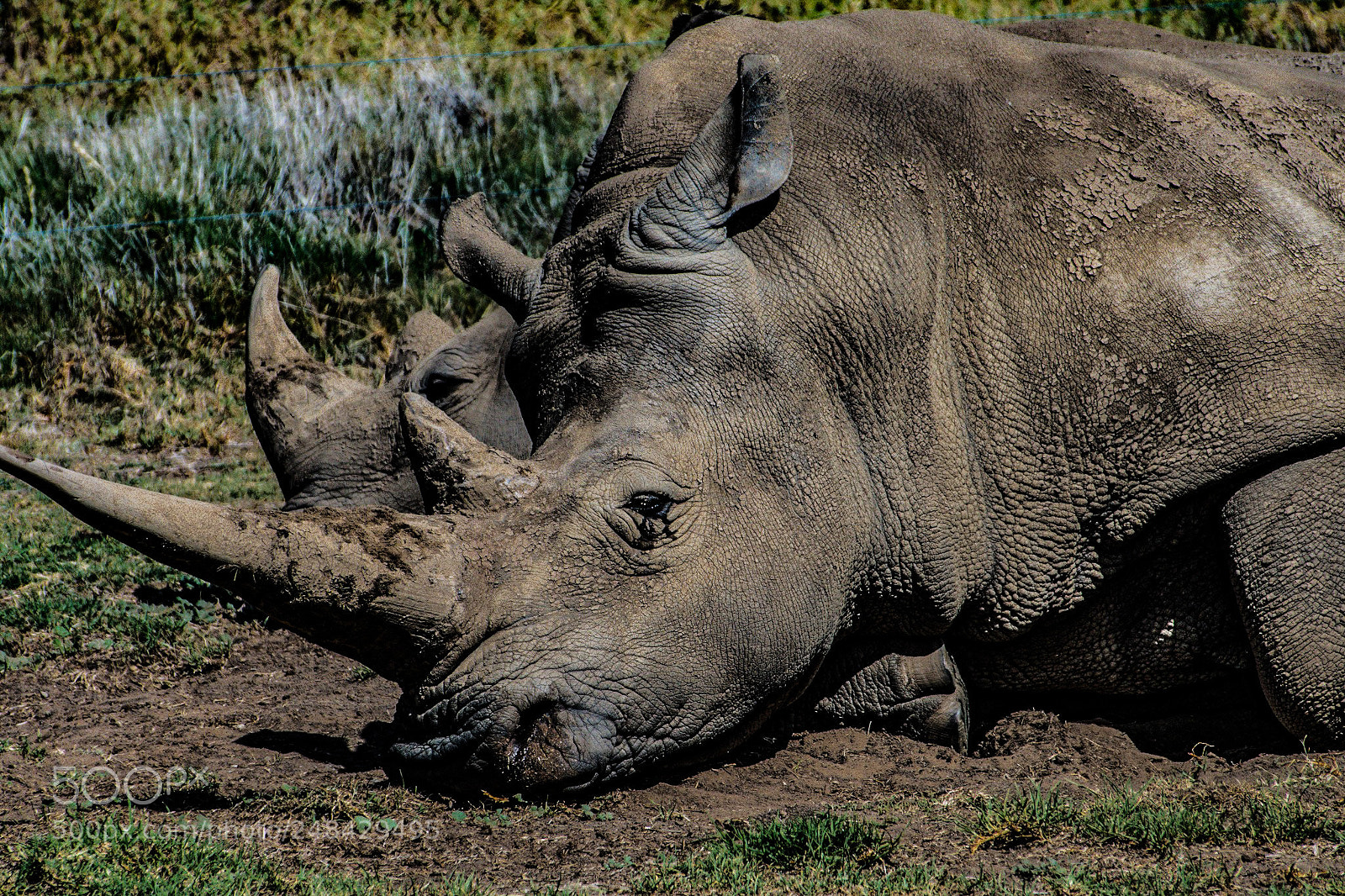 Sony a6300 sample photo. Rhino basking in the photography
