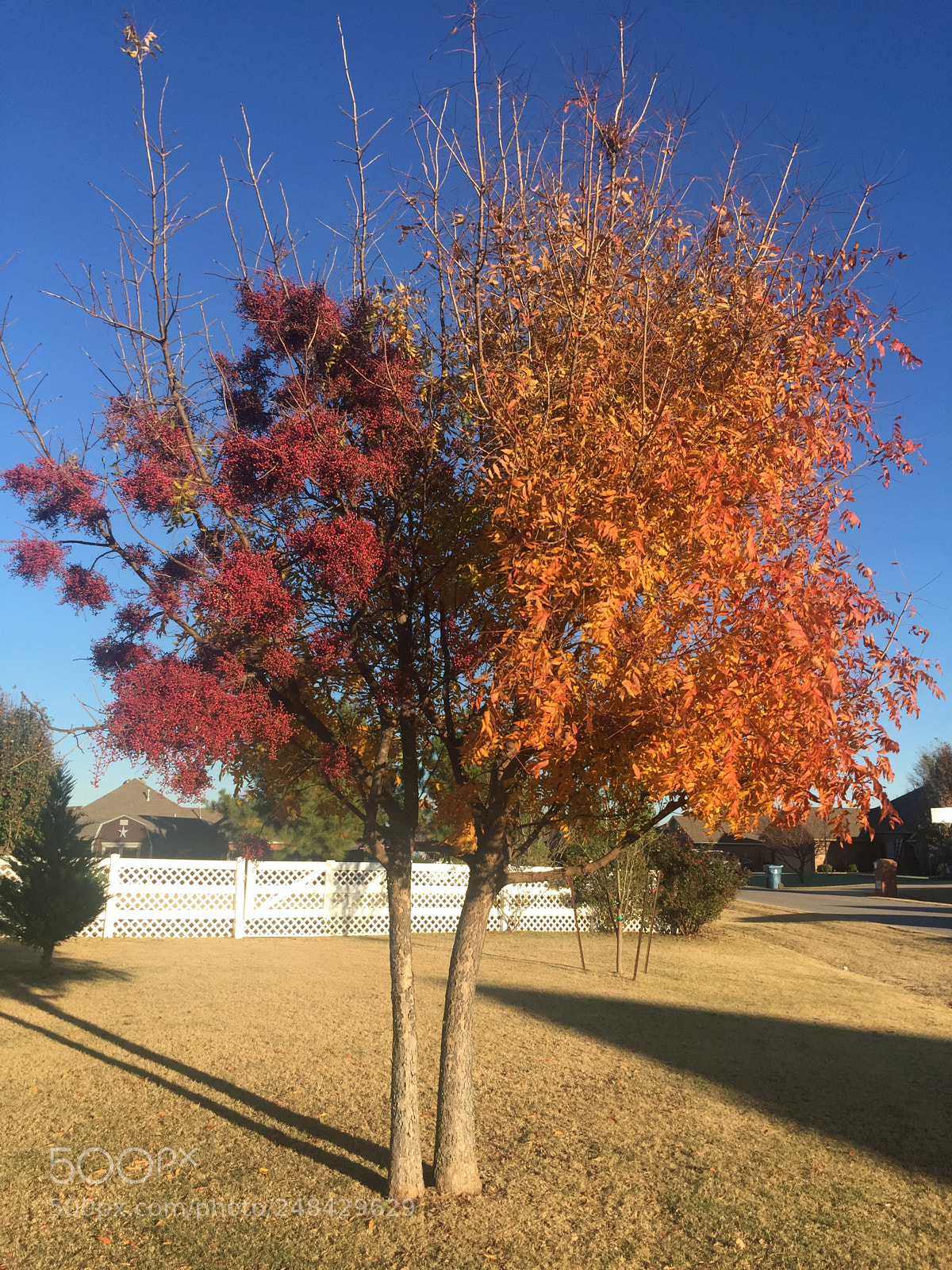 Apple iPhone 6 Plus sample photo. Untitled photography