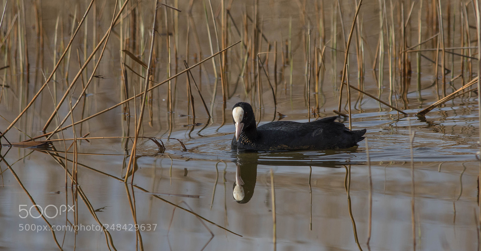 Canon EOS 7D Mark II sample photo. Foulque photography
