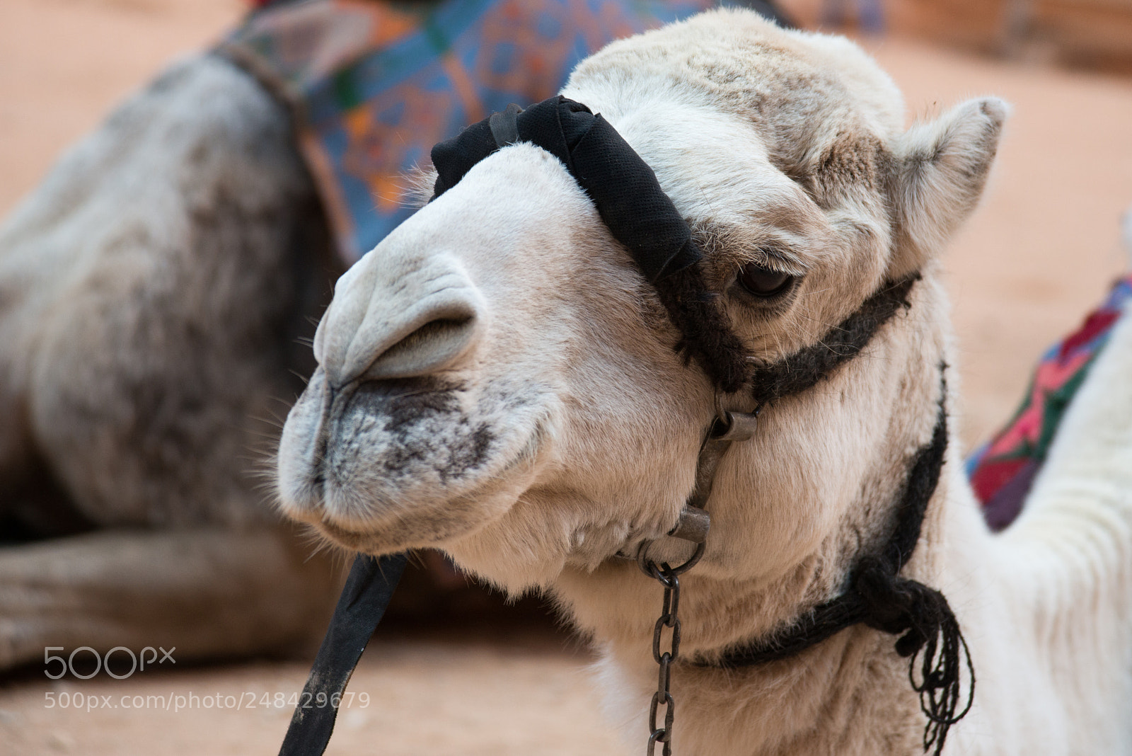 Nikon D800 sample photo. Petra camel photography