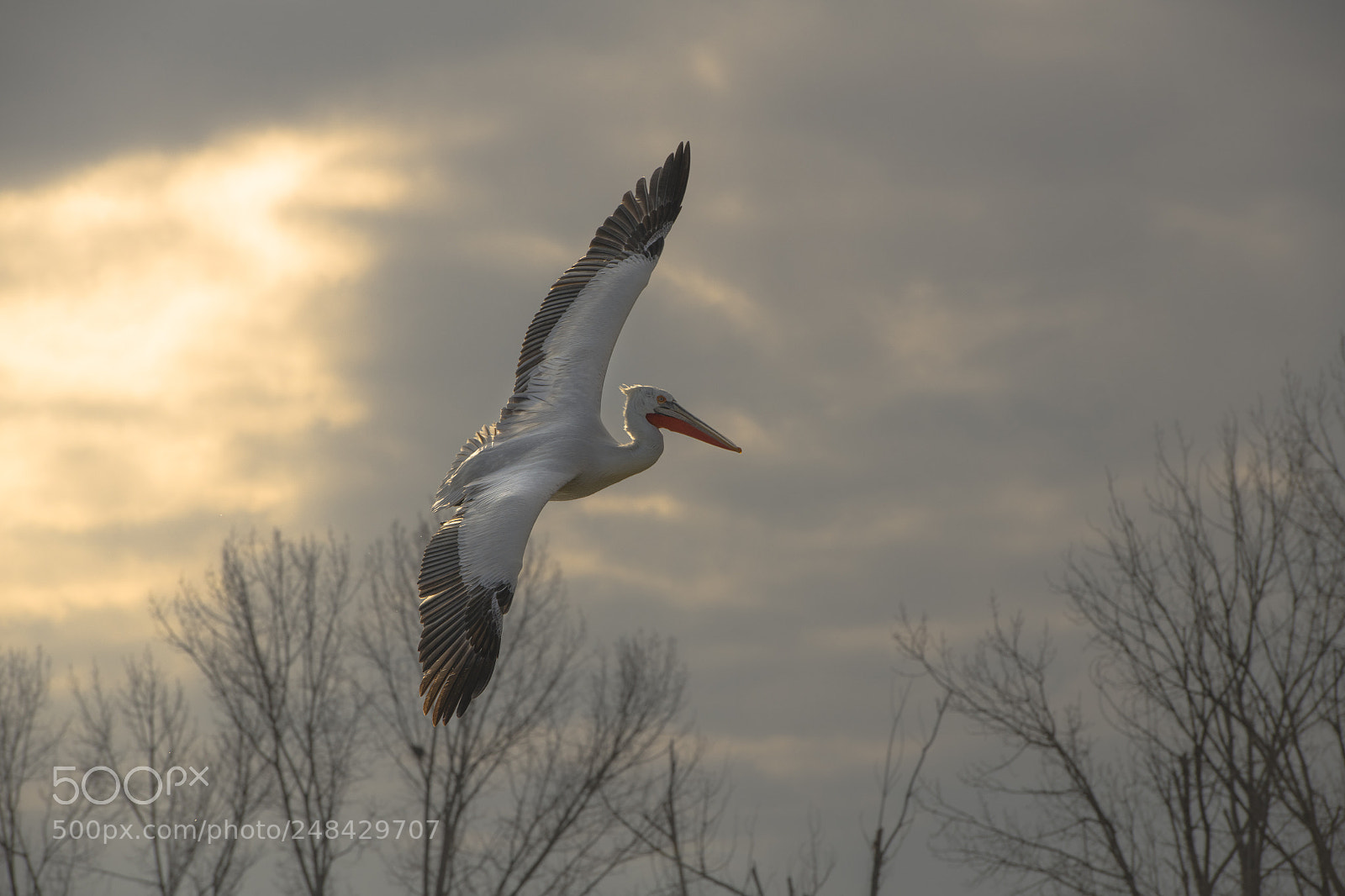 Nikon D850 sample photo. Dalmation pelican photography