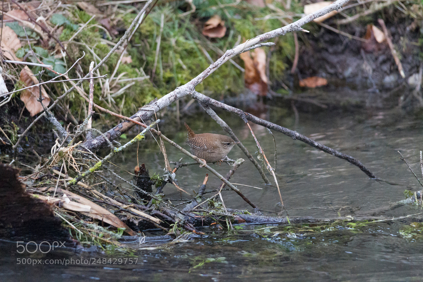 Canon EOS-1D Mark IV sample photo. A wren sits on photography