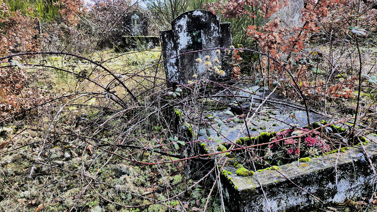 Panasonic Lumix DMC-FZ200 sample photo. Lost  graveyard photography
