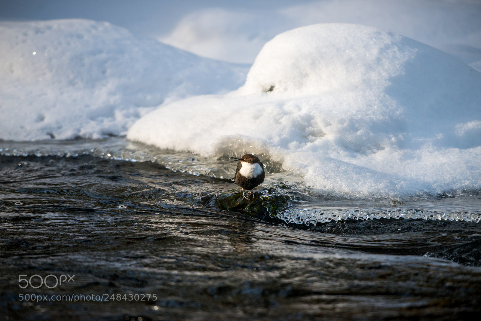 Nikon D800E sample photo. White-throated dipper taking a photography