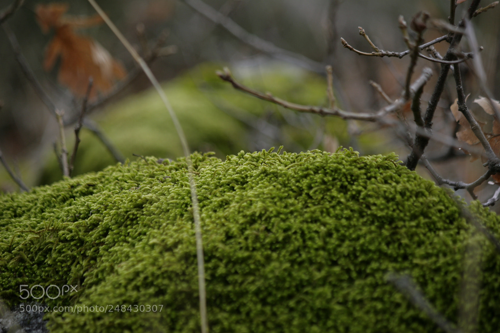 Canon EOS 30D sample photo. Deep forest photography
