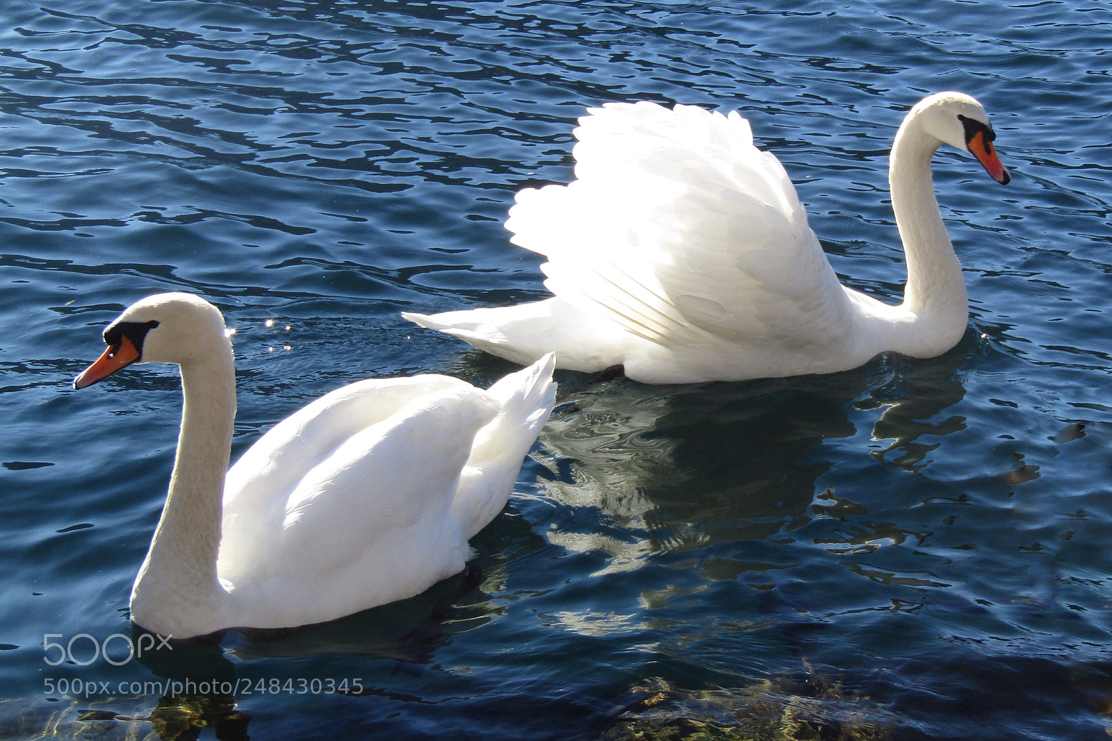 Canon PowerShot SX410 IS sample photo. Swans  photography