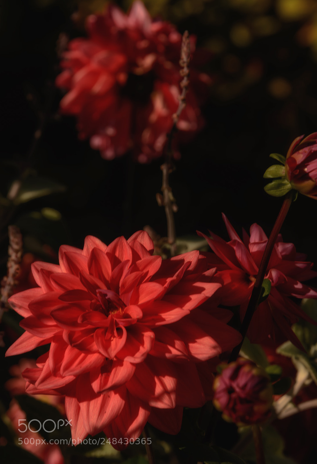 Nikon D800 sample photo. Boothbay flower photography