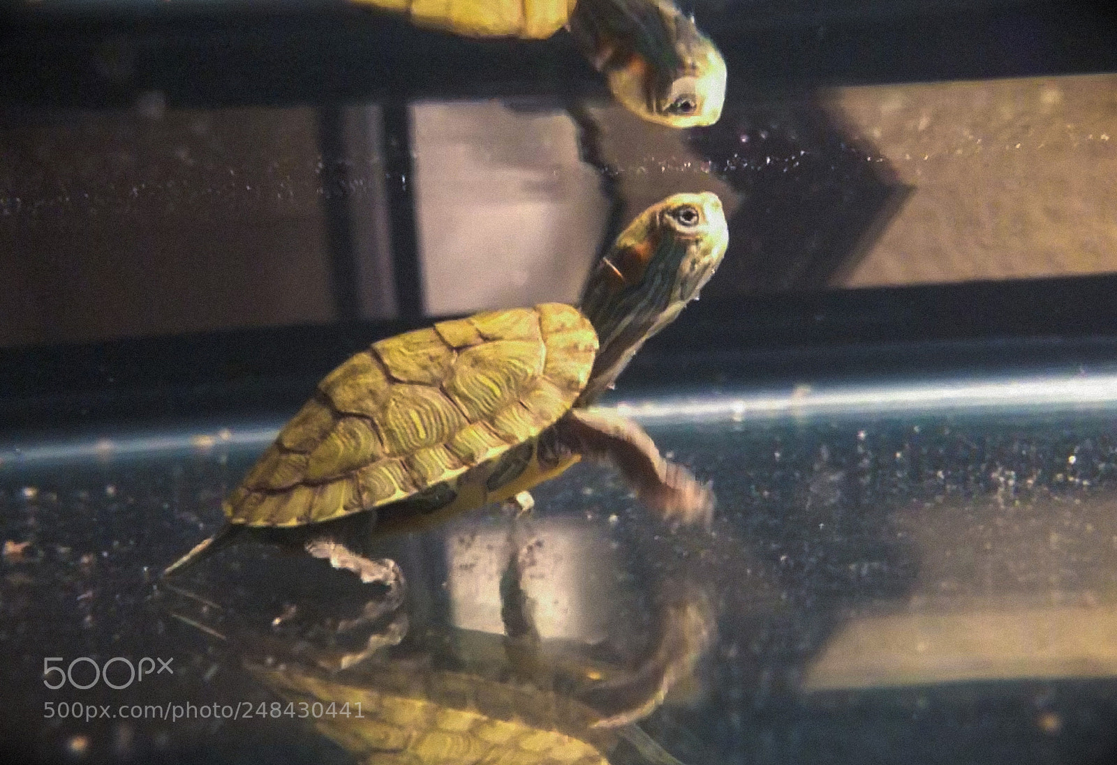 Apple iPhone 8 Plus sample photo. A turtle’s reflection photography