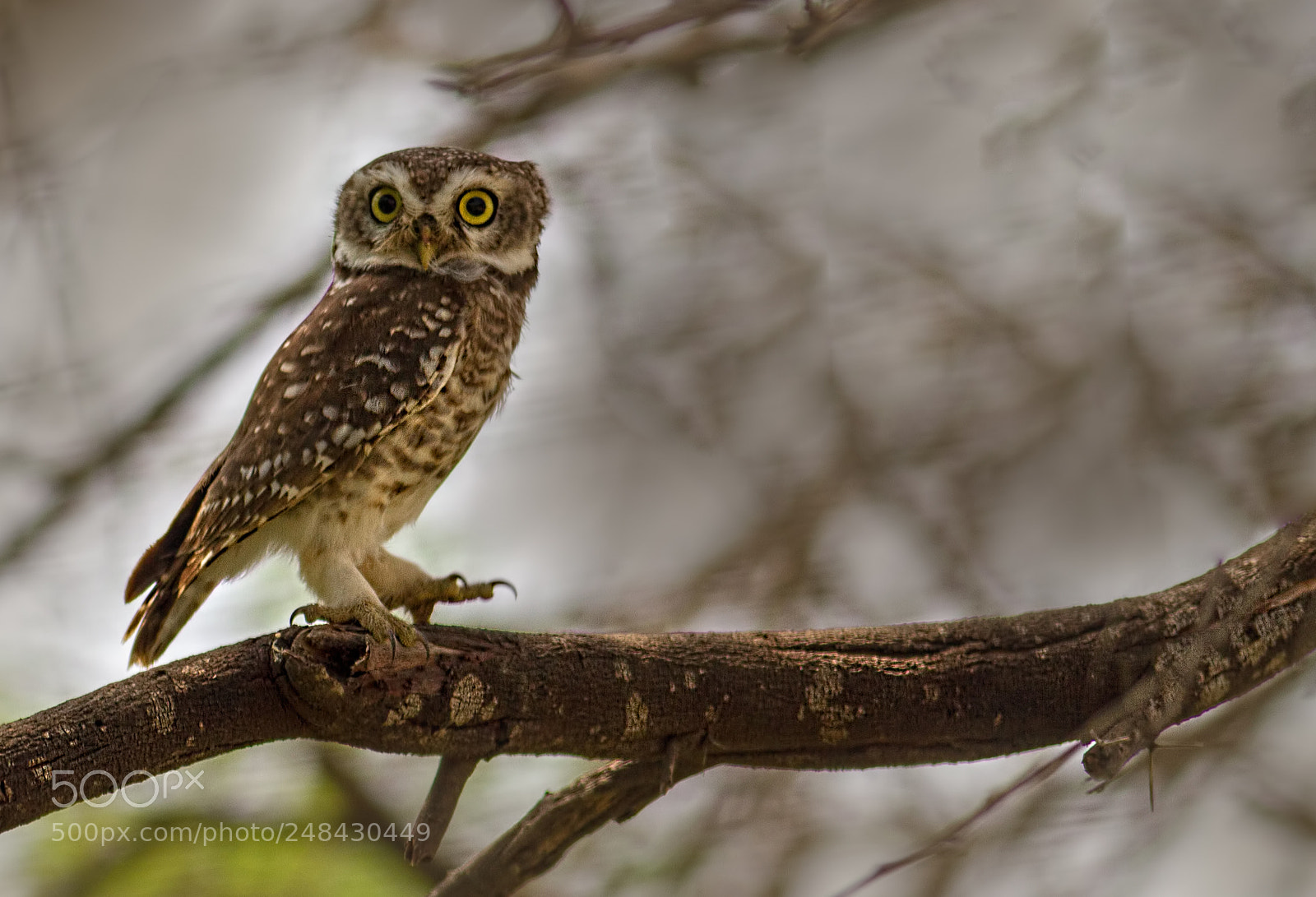 Canon EOS 7D sample photo. Spotted owl... photography