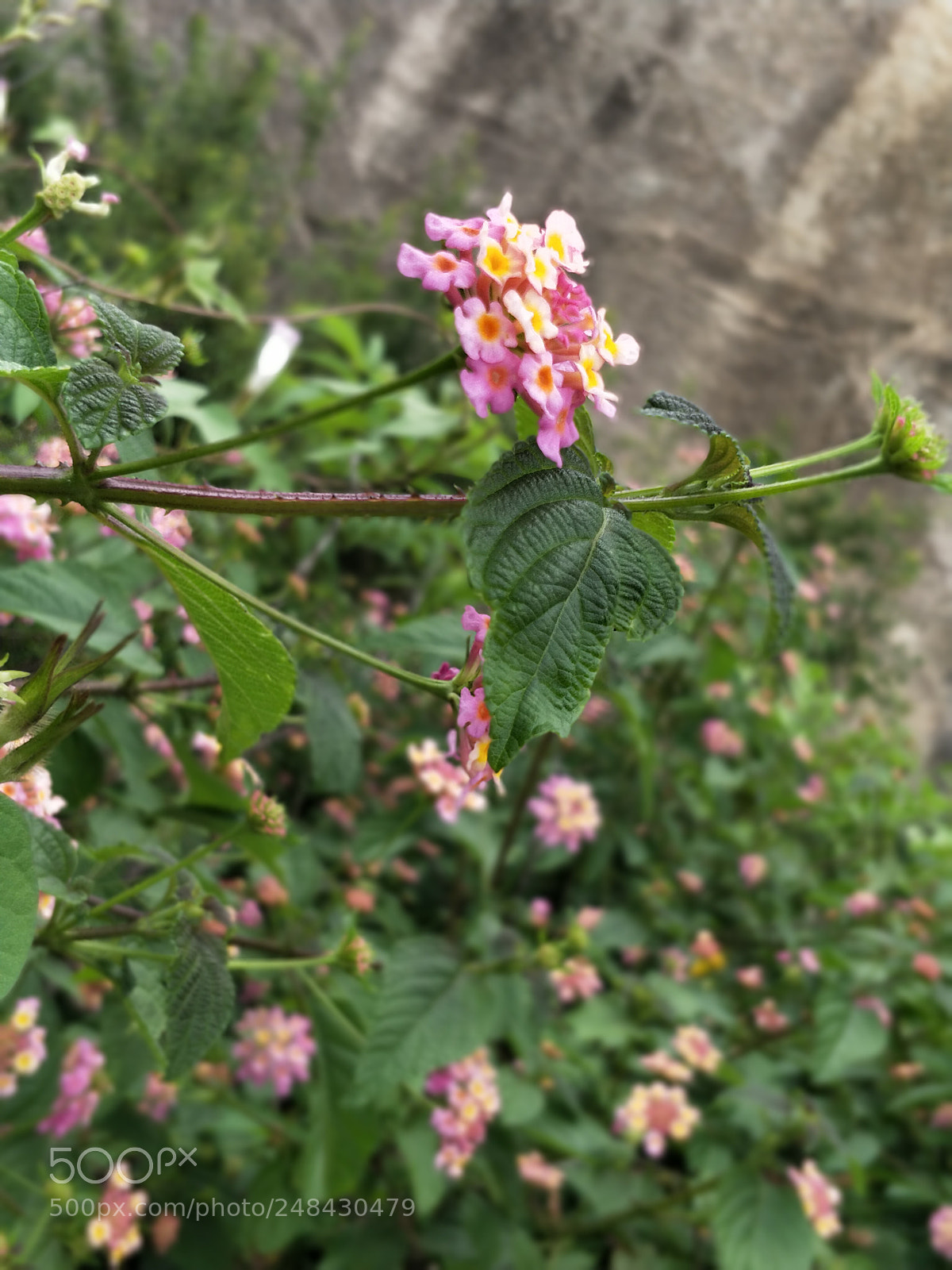 OnePlus 5 sample photo. Untitled photography