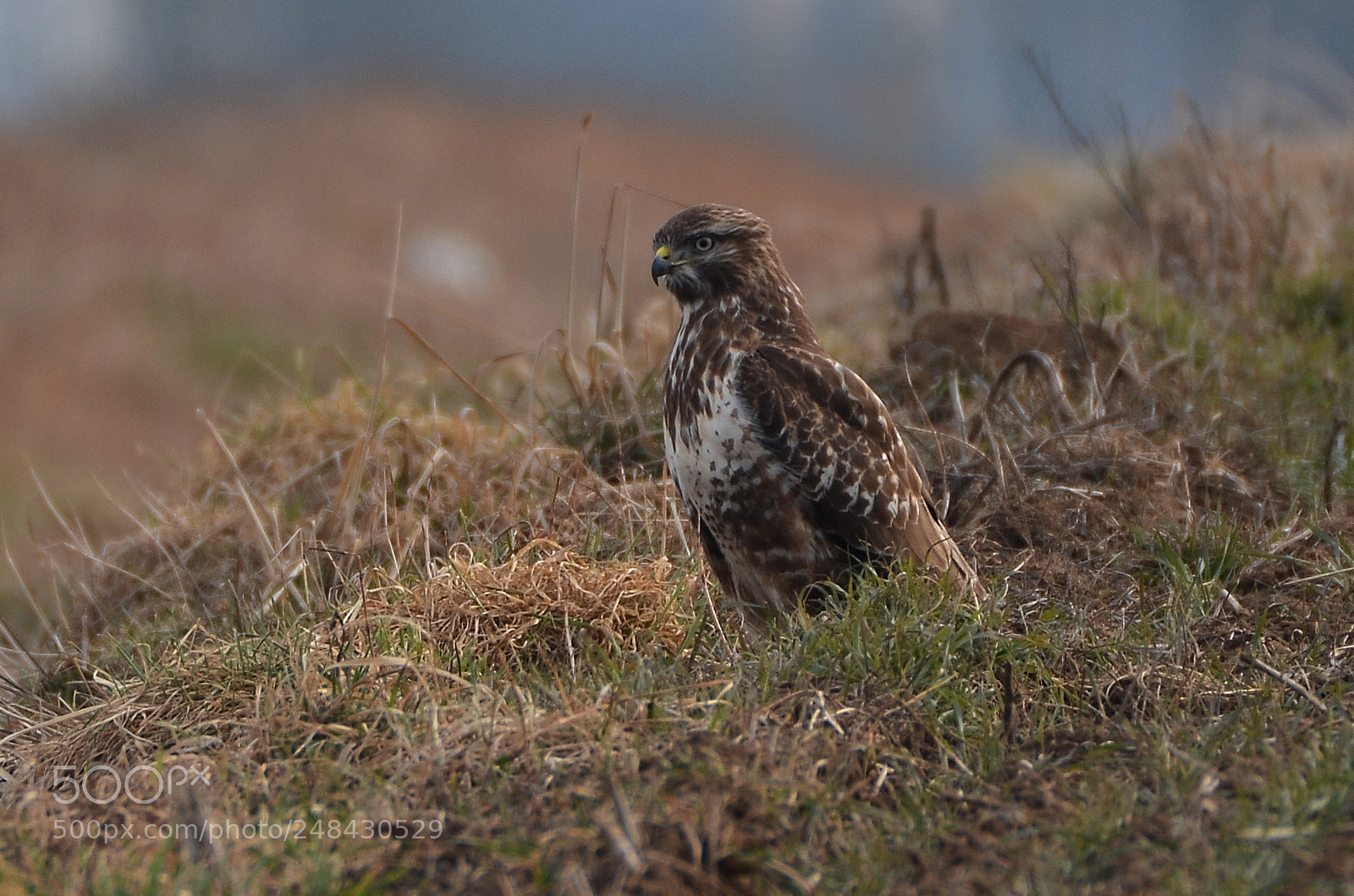 Nikon D5100 sample photo. Bussard photography