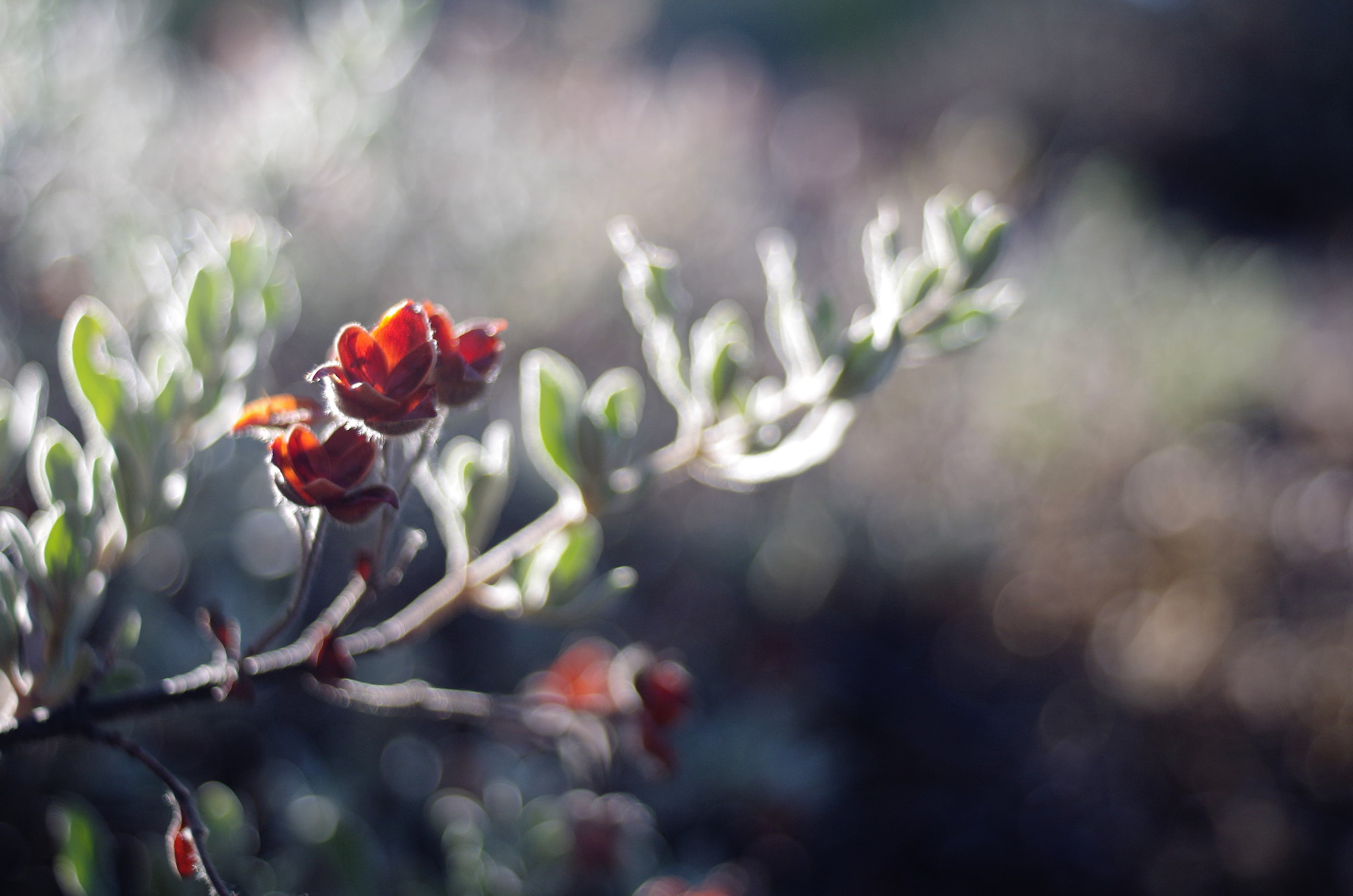 A Series Lens sample photo. Sure it's red! photography