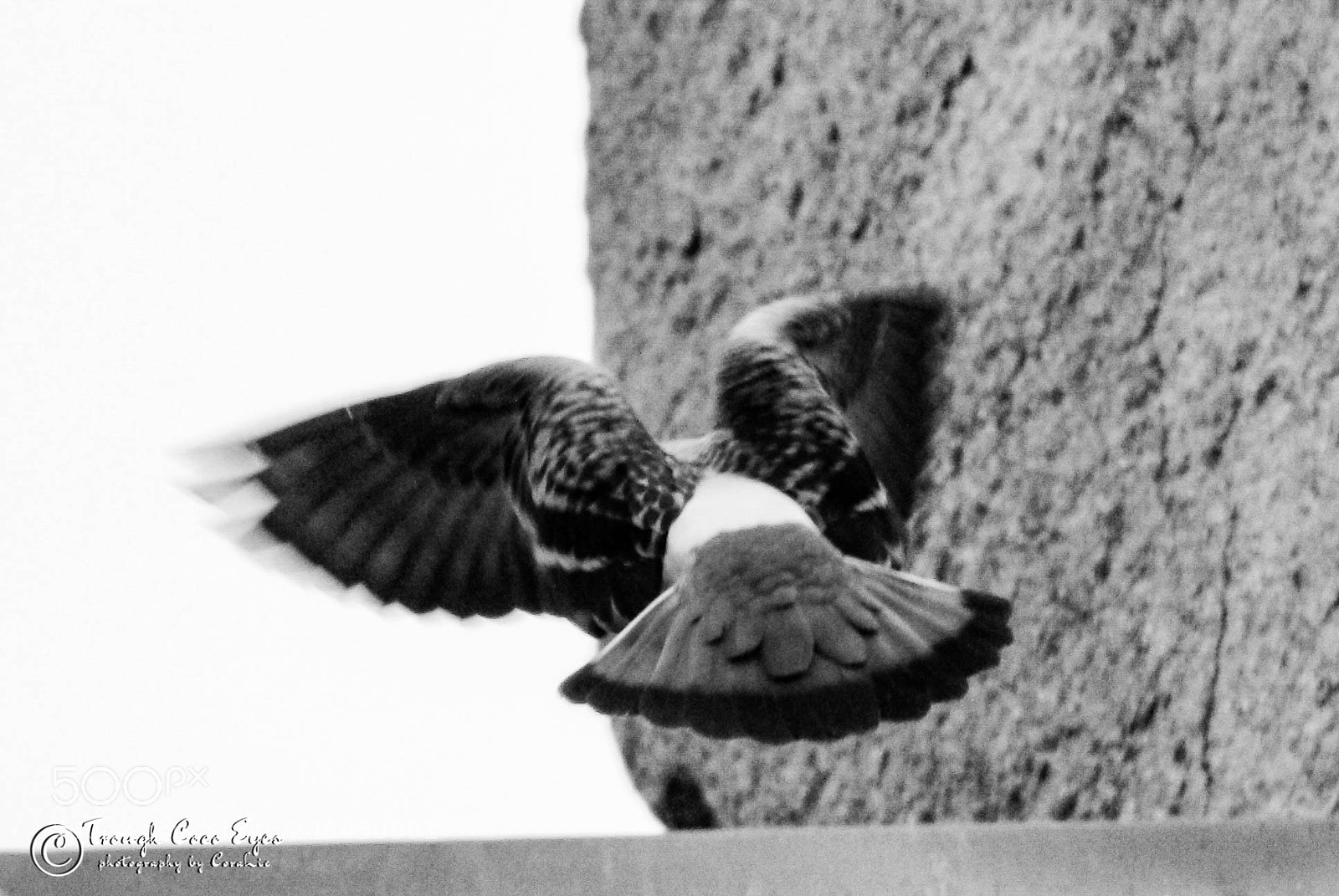Canon EOS 100D (EOS Rebel SL1 / EOS Kiss X7) sample photo. Pigeon des villes photography