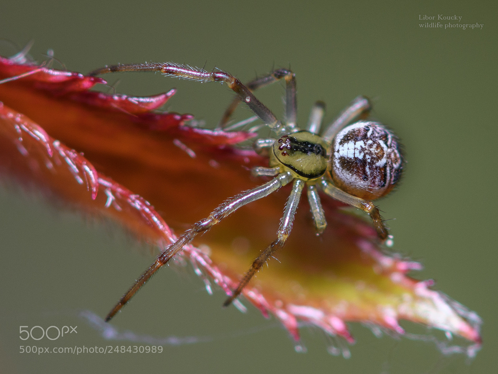 Nikon D500 sample photo. Insect photography