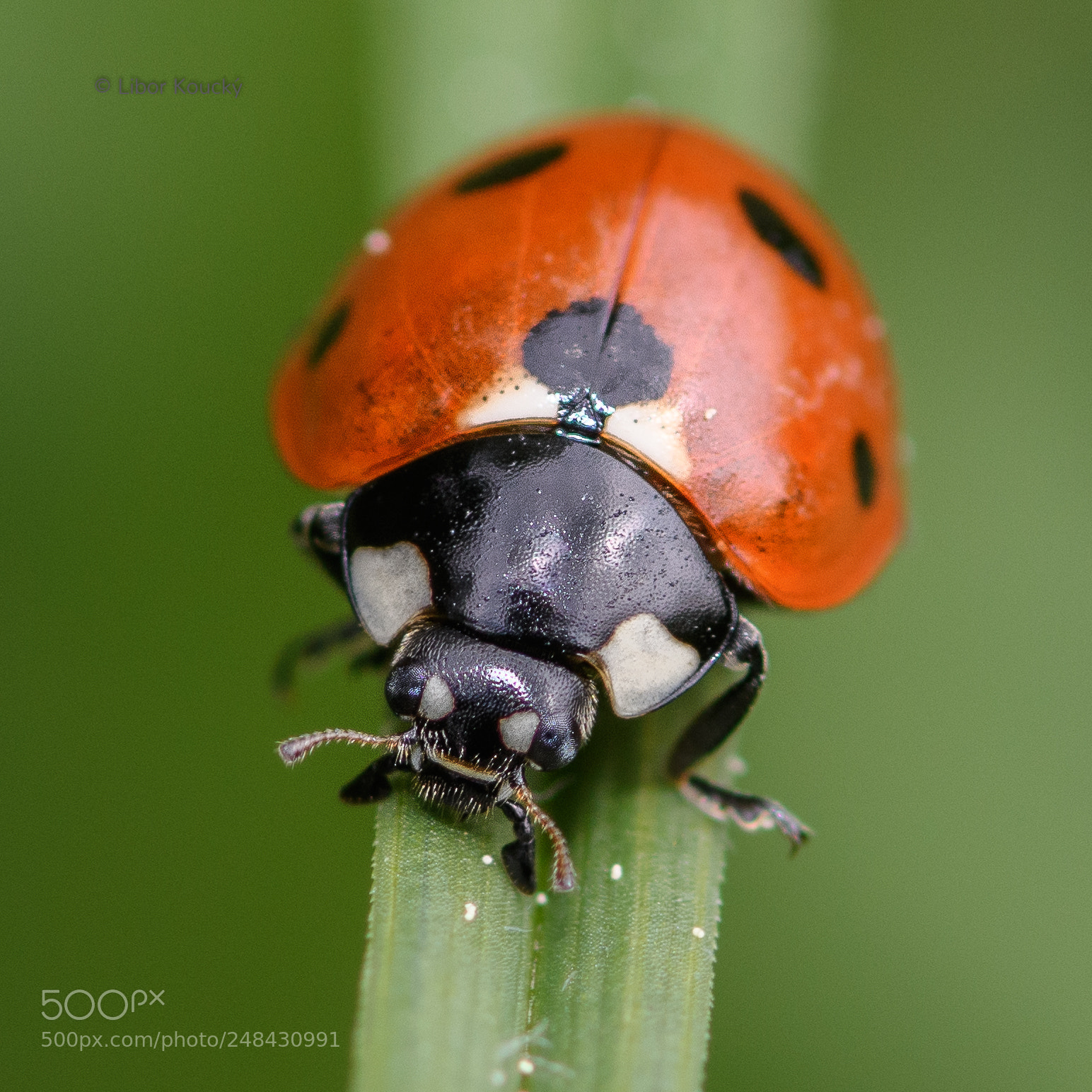 Nikon D500 sample photo. Insect photography
