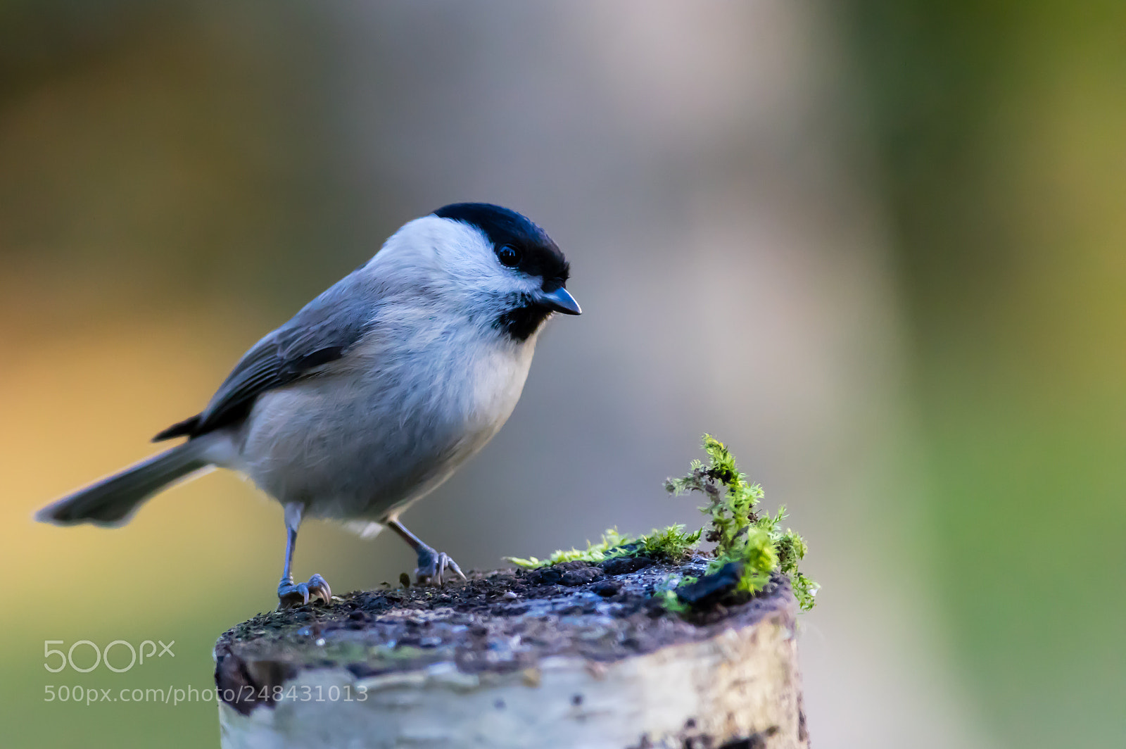 Pentax K-3 sample photo. Marsh tit photography
