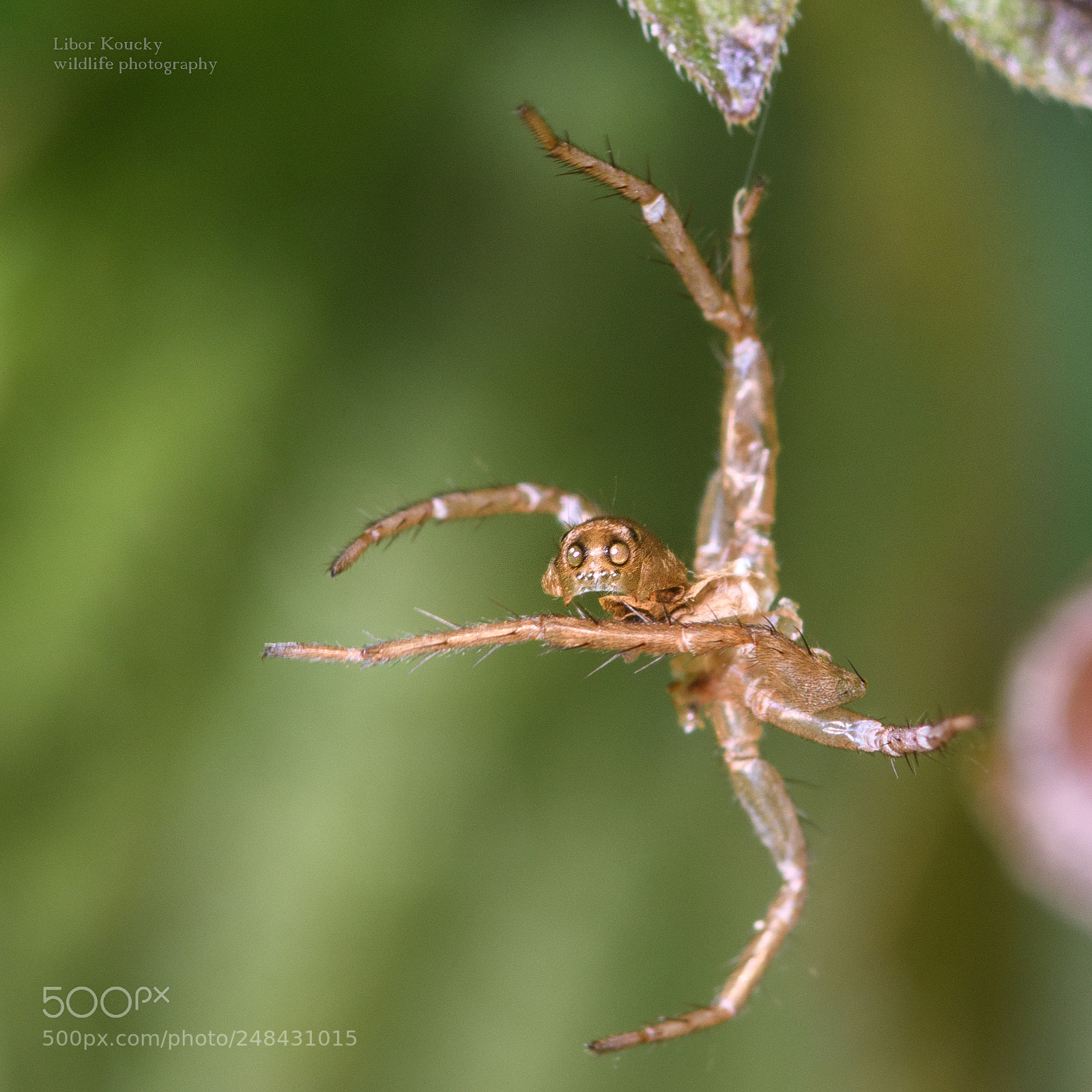 Nikon D500 sample photo. Insect photography