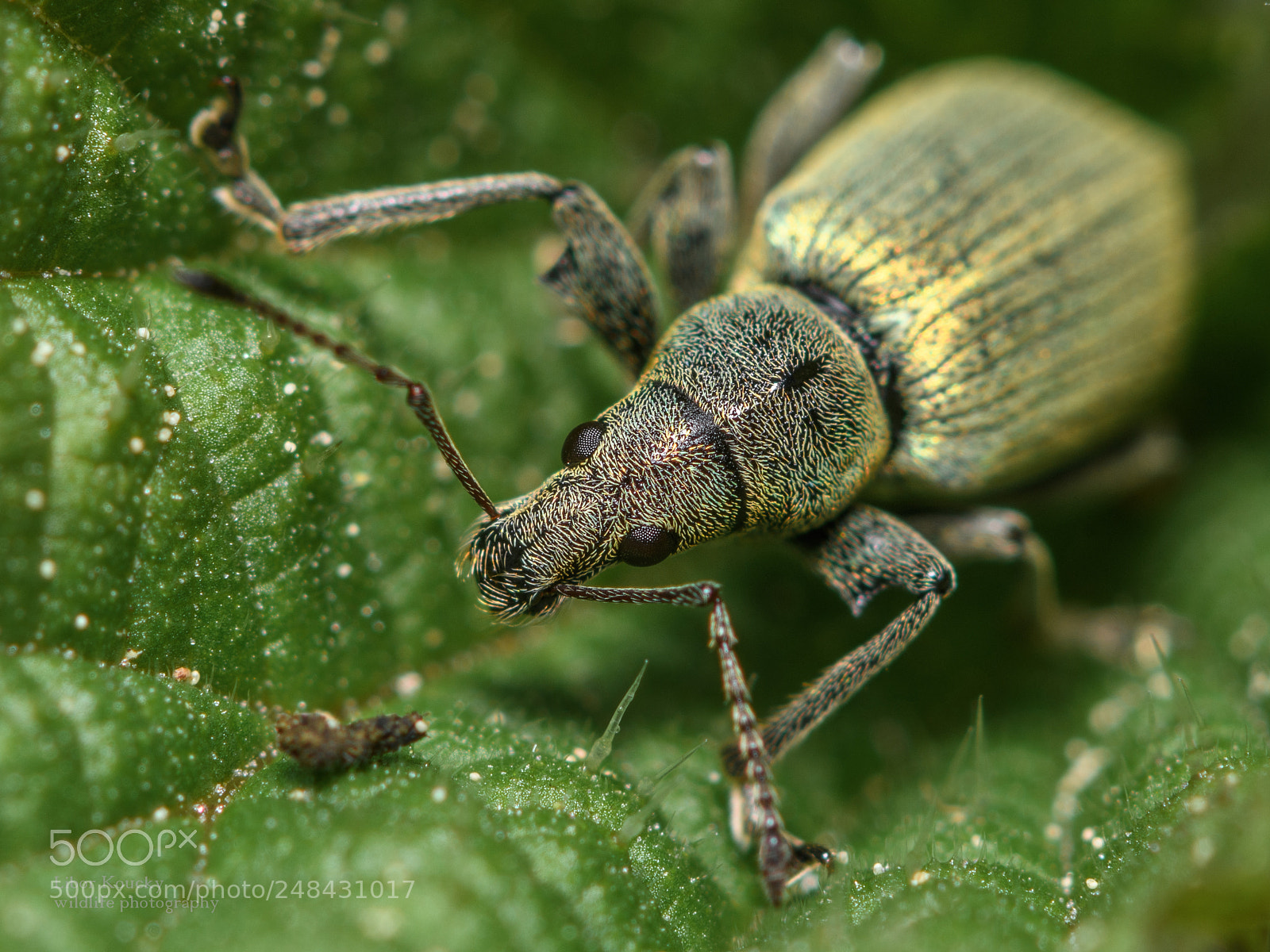Nikon D500 sample photo. Insect photography
