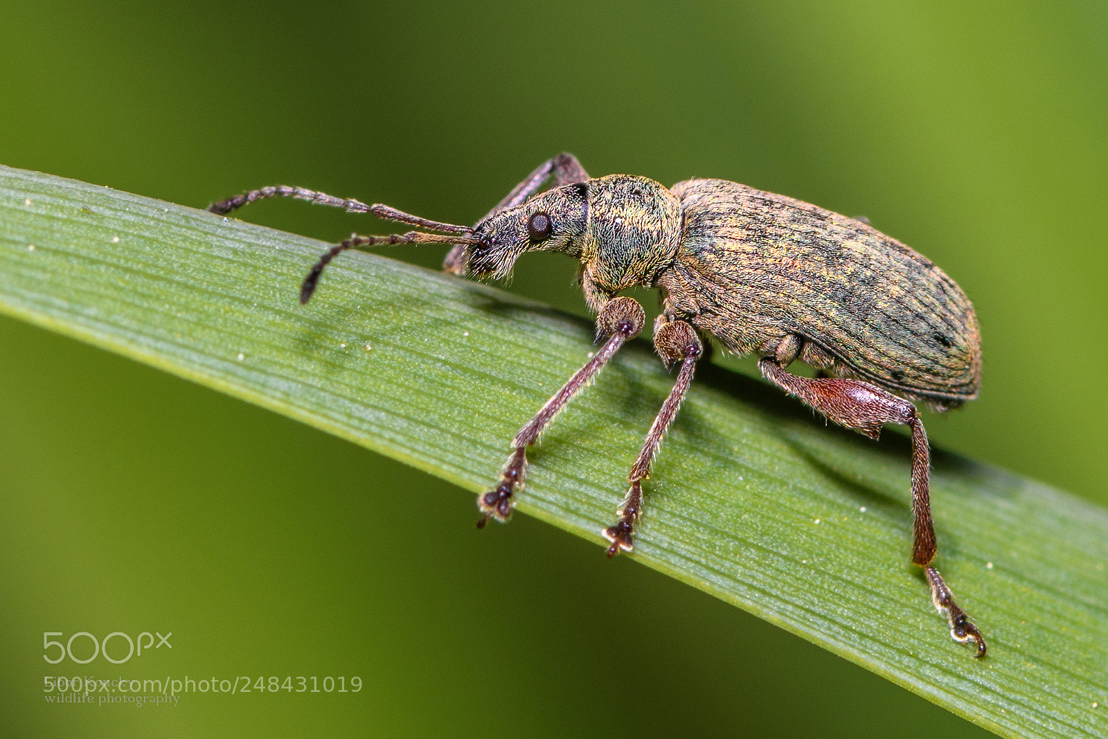 Nikon D500 sample photo. Insect photography