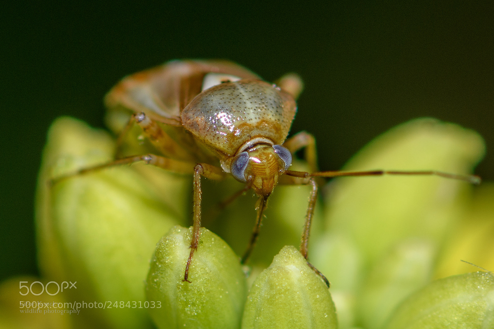 Nikon D500 sample photo. Insect photography