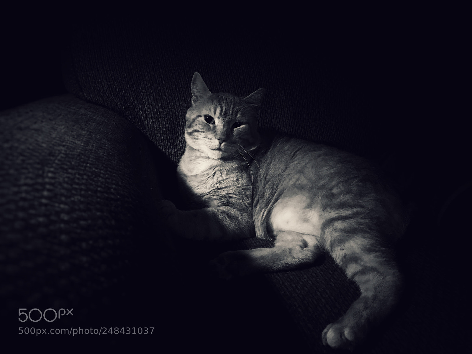 Apple iPhone 7 Plus sample photo. Untitled photography