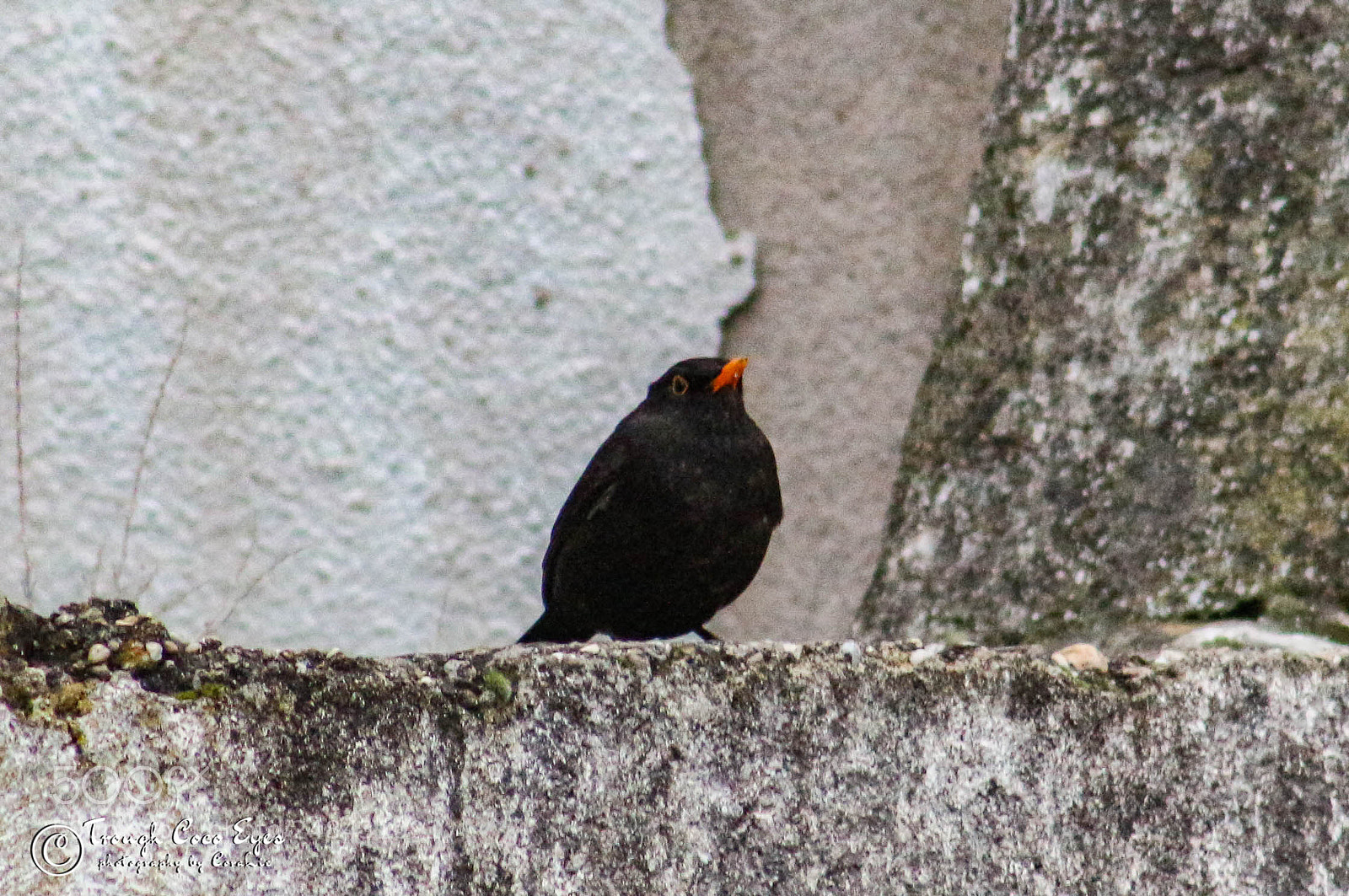 Canon EOS 100D (EOS Rebel SL1 / EOS Kiss X7) sample photo. Monsieur merle photography