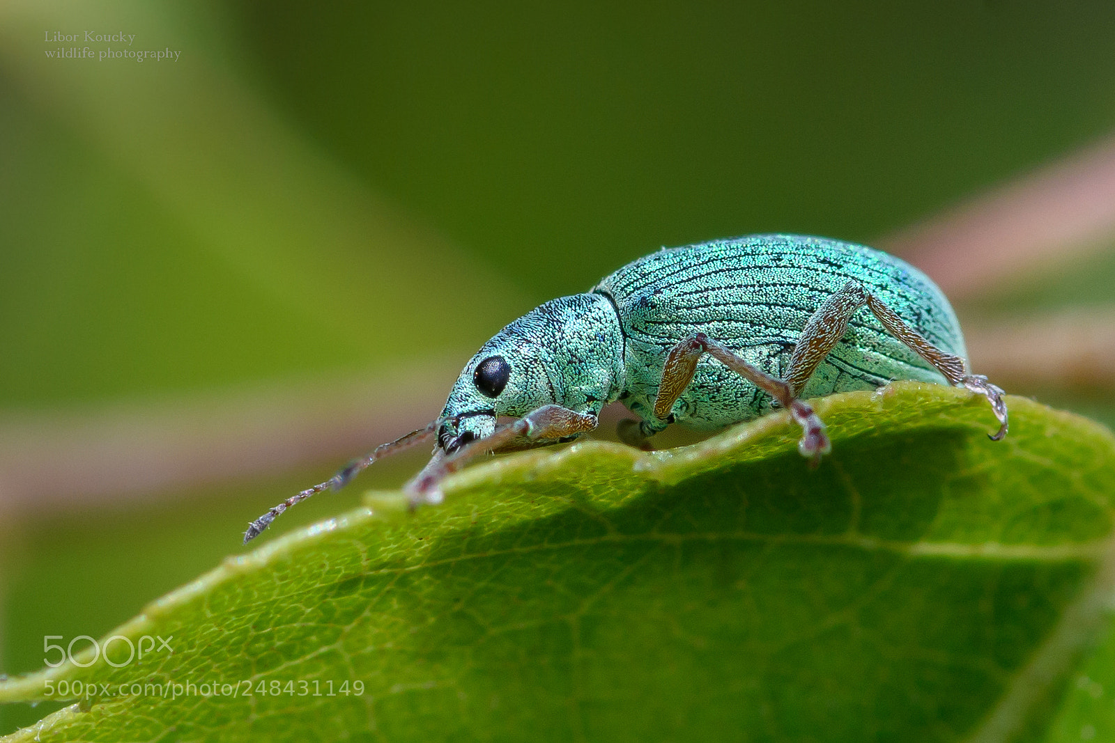 Nikon D500 sample photo. Insect photography