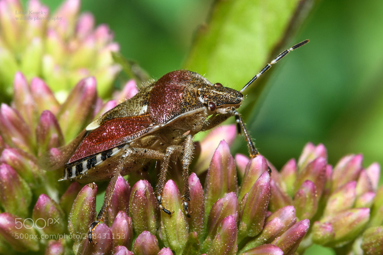 Nikon D500 sample photo. Insect photography