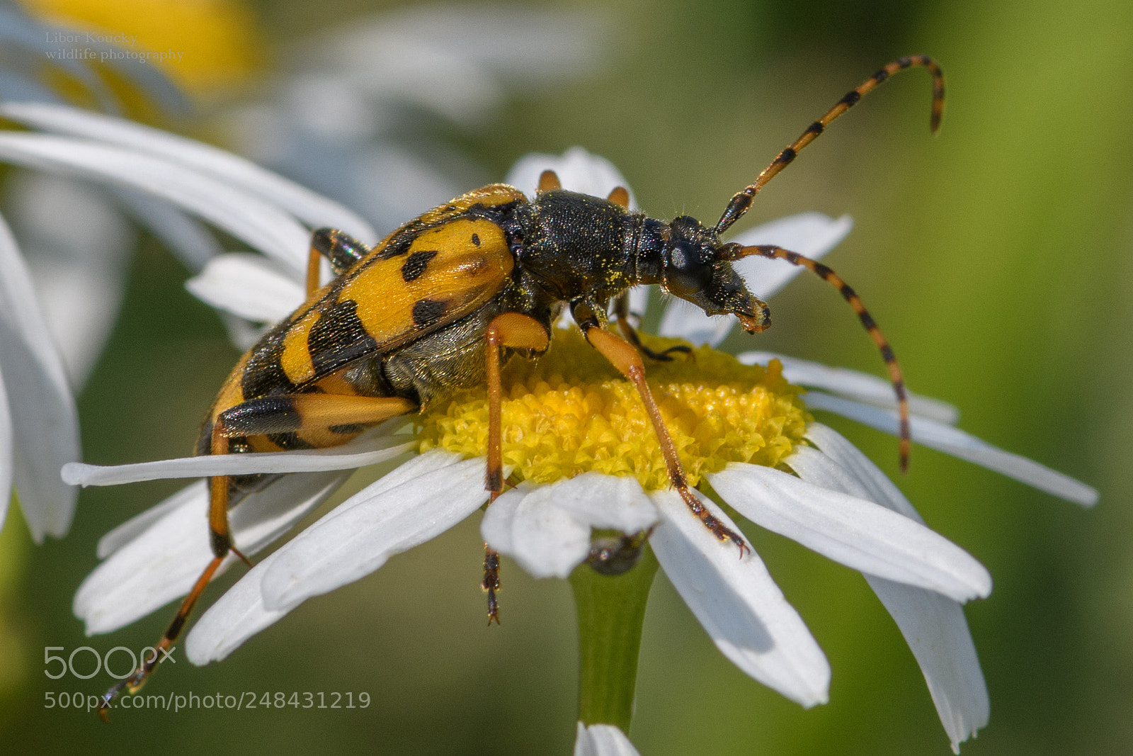 Nikon D500 sample photo. Insect photography