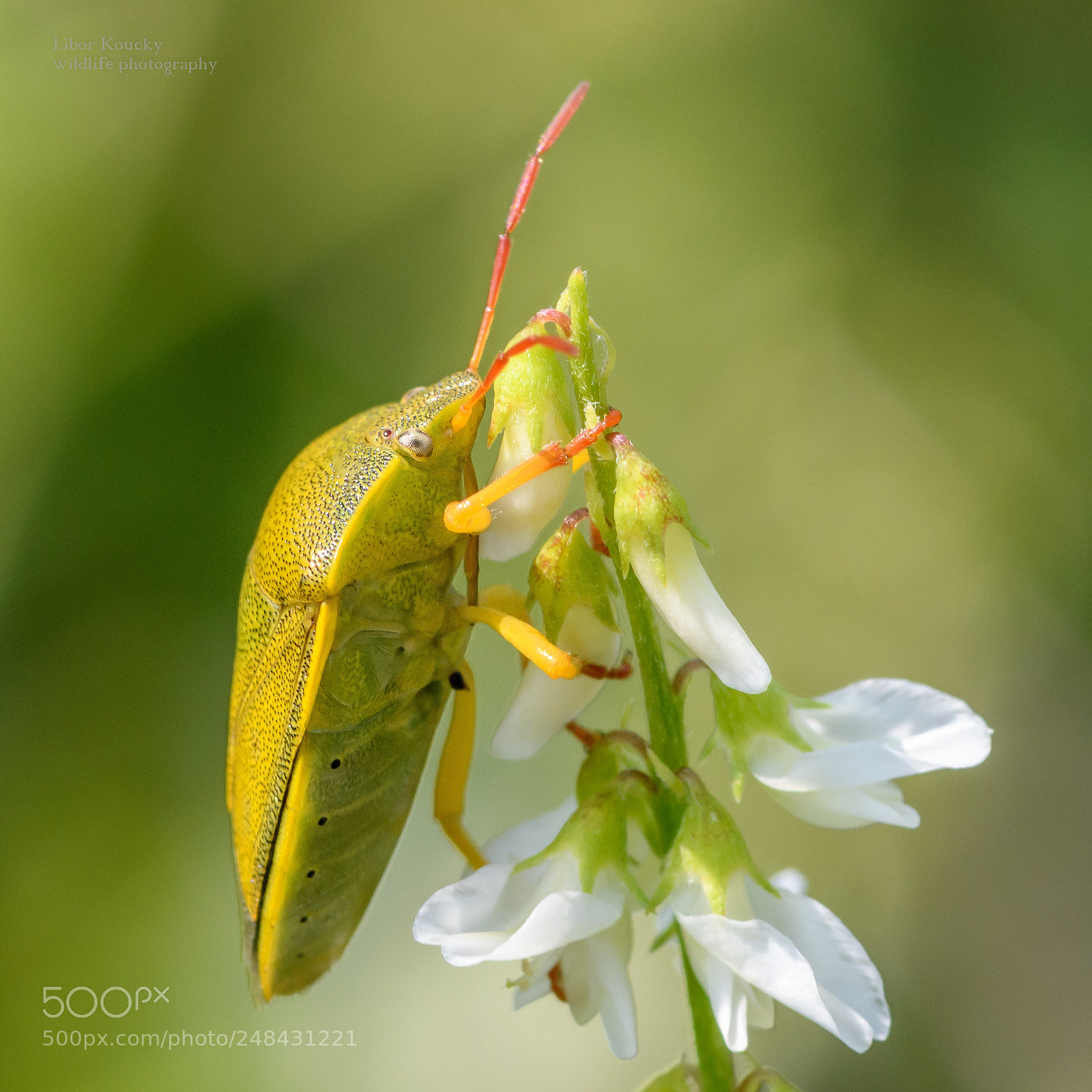 Nikon D500 sample photo. Insect photography