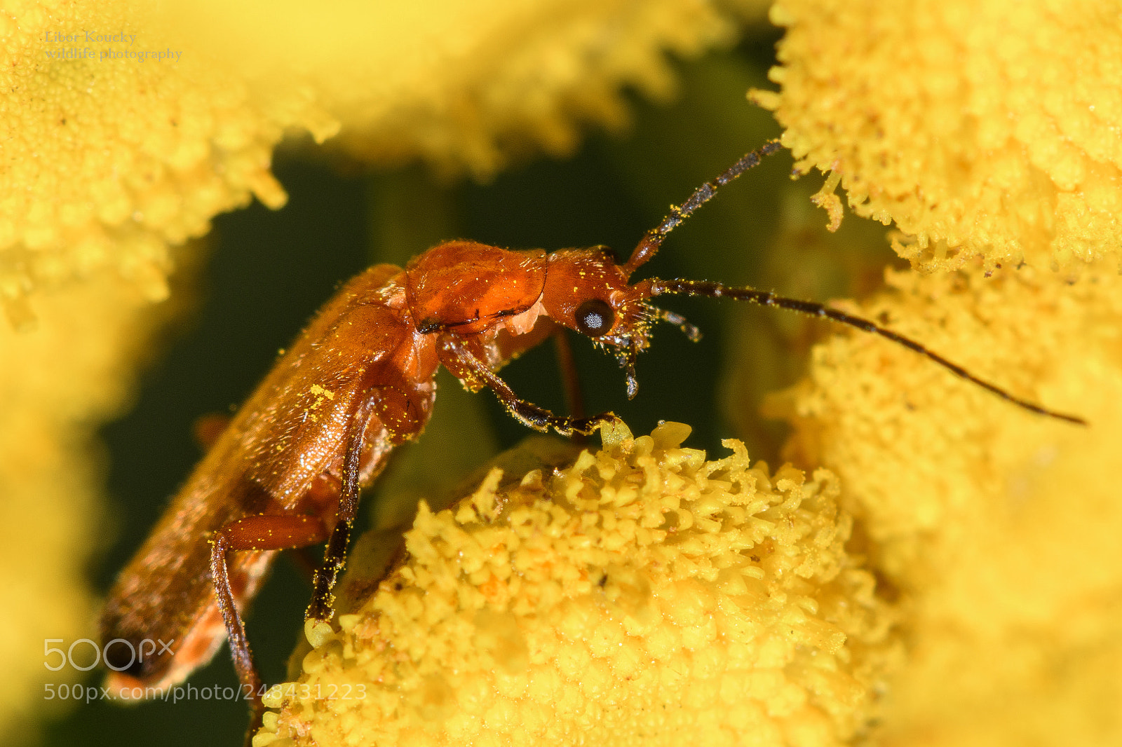 Nikon D500 sample photo. Insect photography