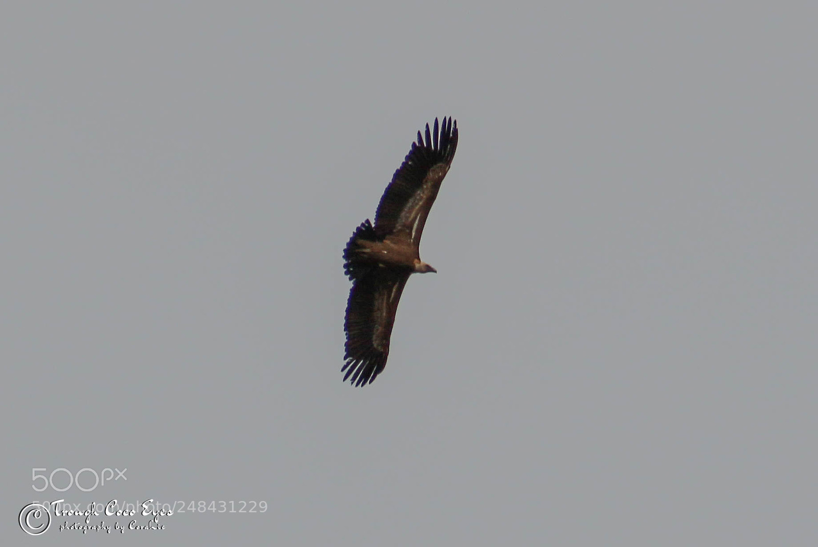 Canon EOS 100D (EOS Rebel SL1 / EOS Kiss X7) sample photo. Vautour ... photography