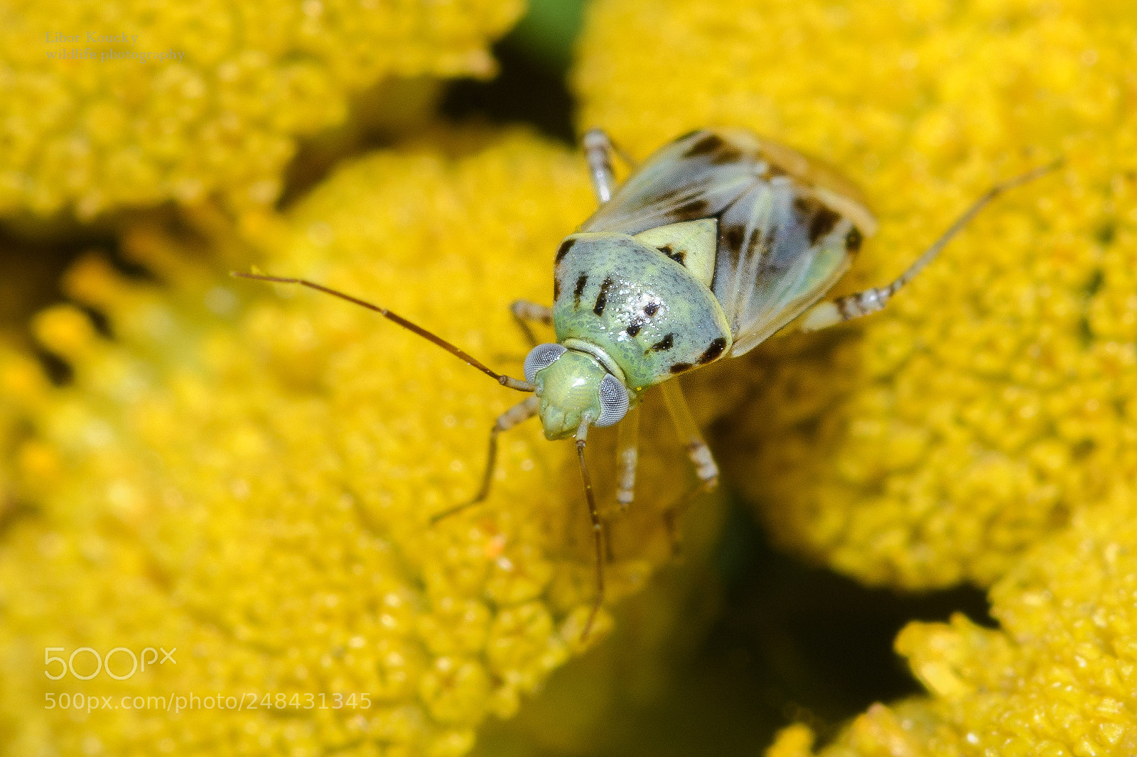 Nikon D500 sample photo. Insect photography