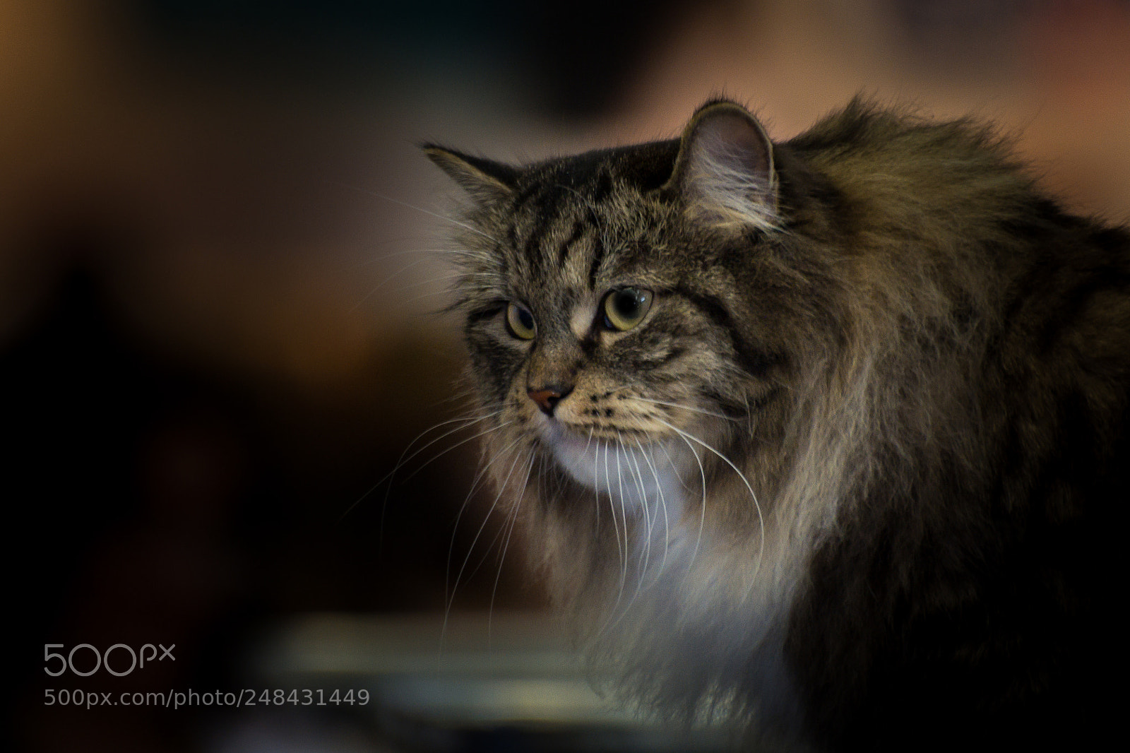 Nikon D7100 sample photo. Lovely main coon photography