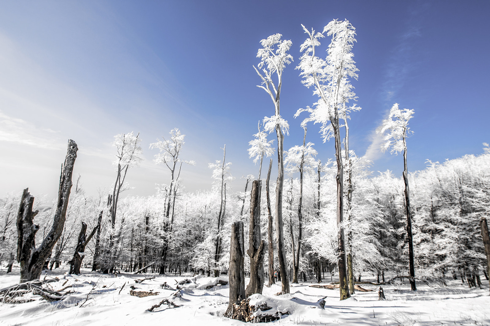 Nikon D7200 sample photo. Winter photography