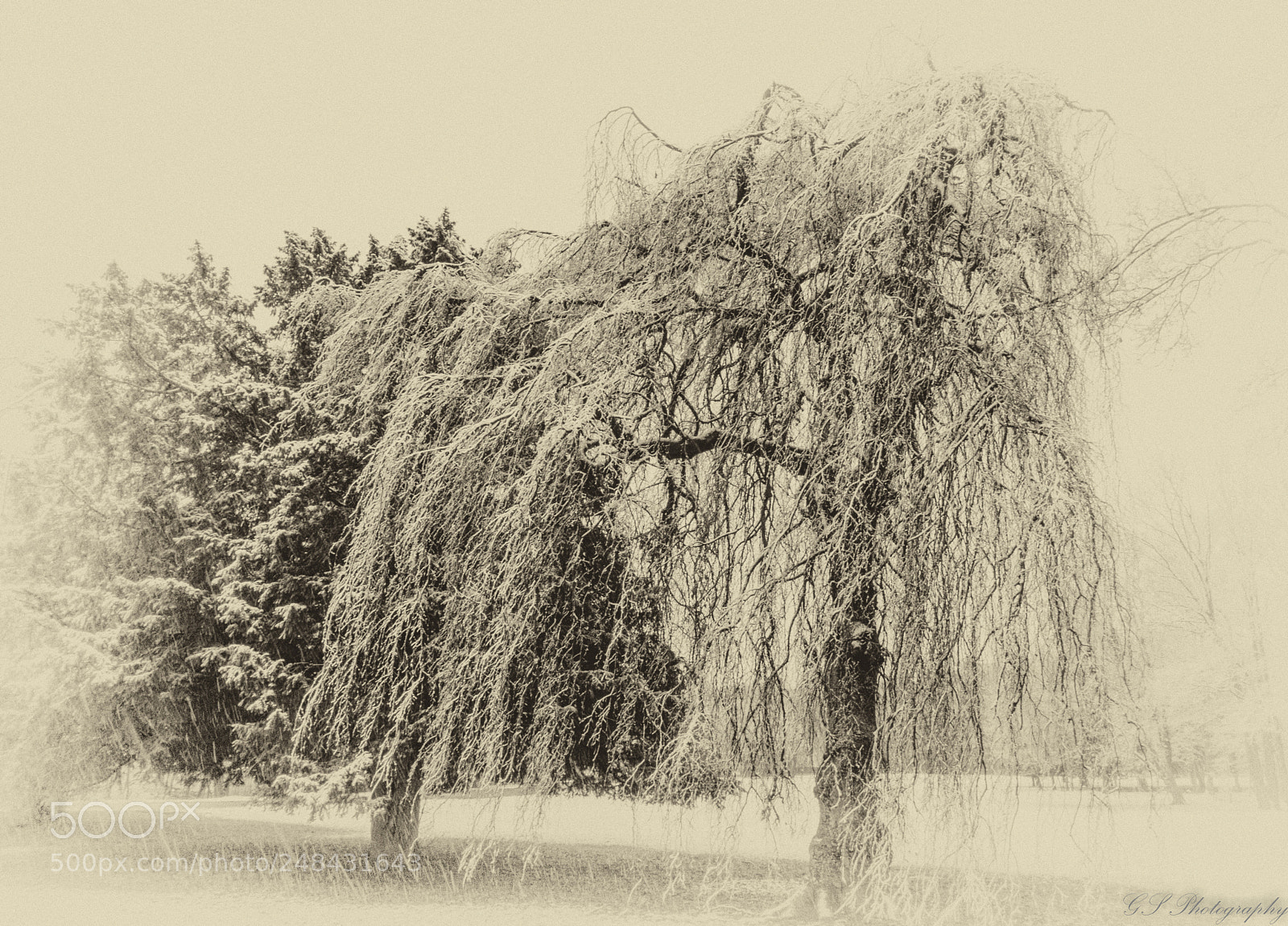 Sony a6000 sample photo. Laxenburg im winter photography