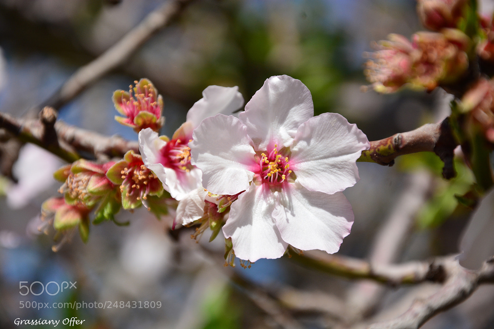 Nikon D7100 sample photo. Flor almond photography