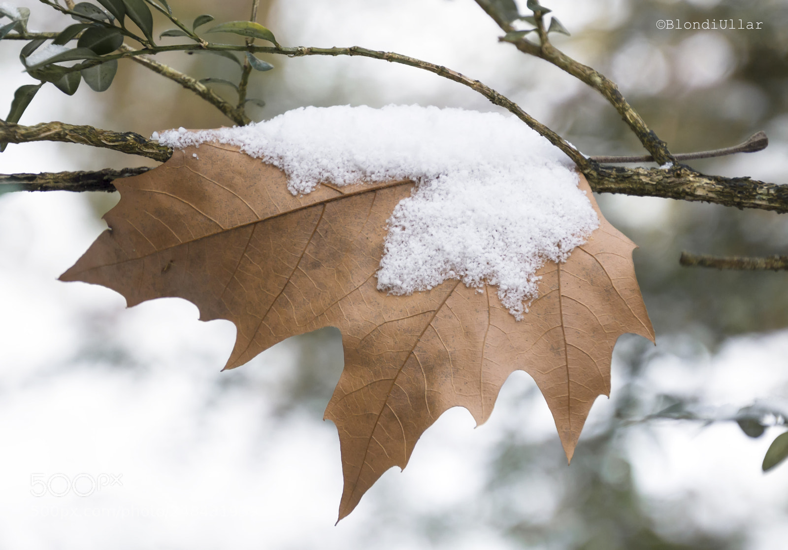 Canon EOS 100D (EOS Rebel SL1 / EOS Kiss X7) sample photo. Trapped in the snow... photography