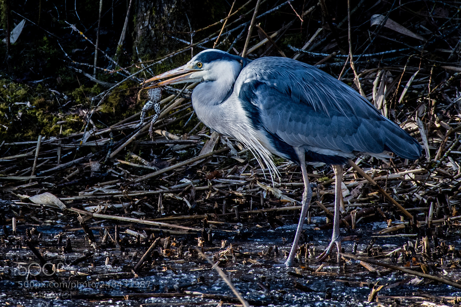 Nikon D5 sample photo. Ouch! photography
