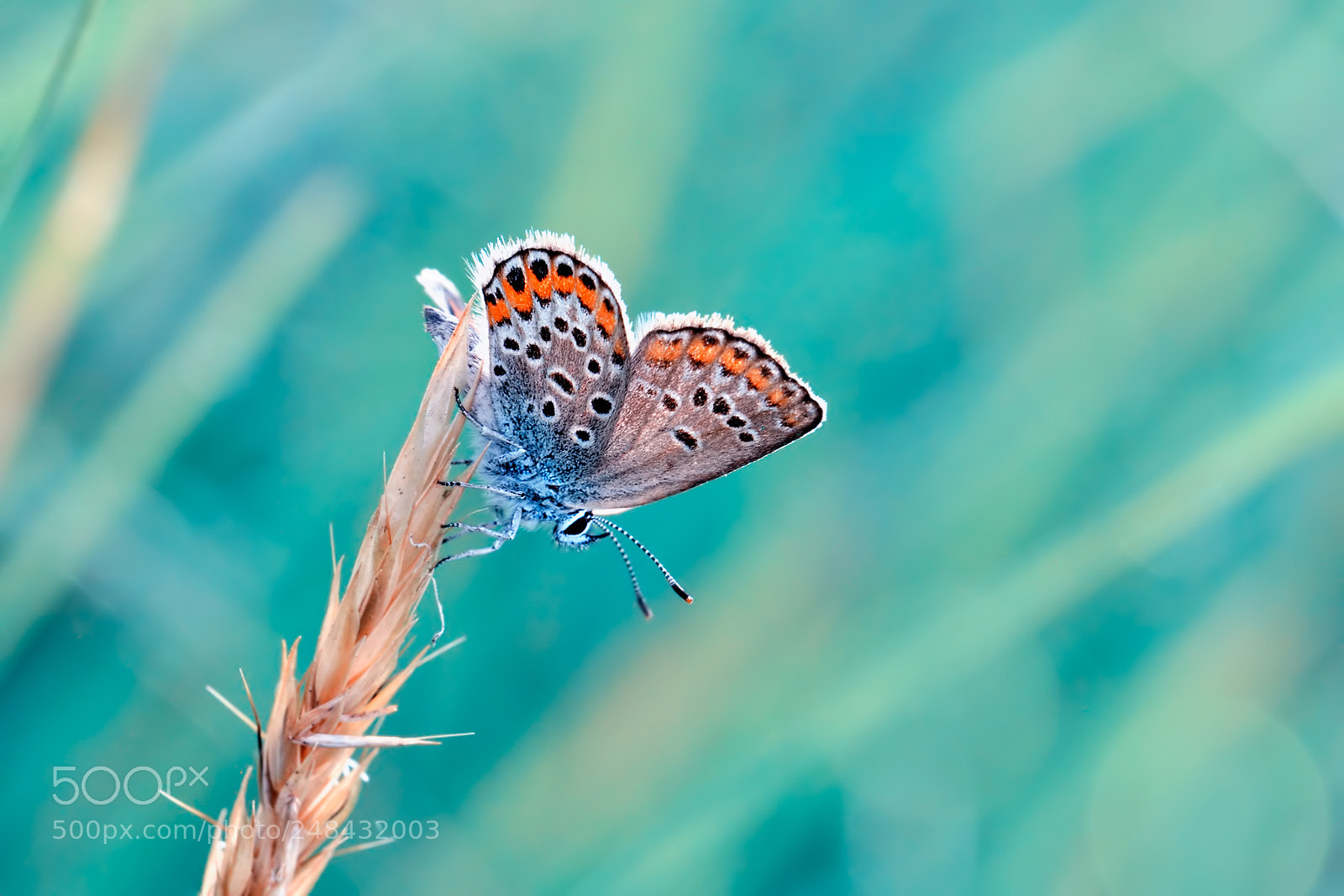 Nikon D90 sample photo. Plebeius argus photography