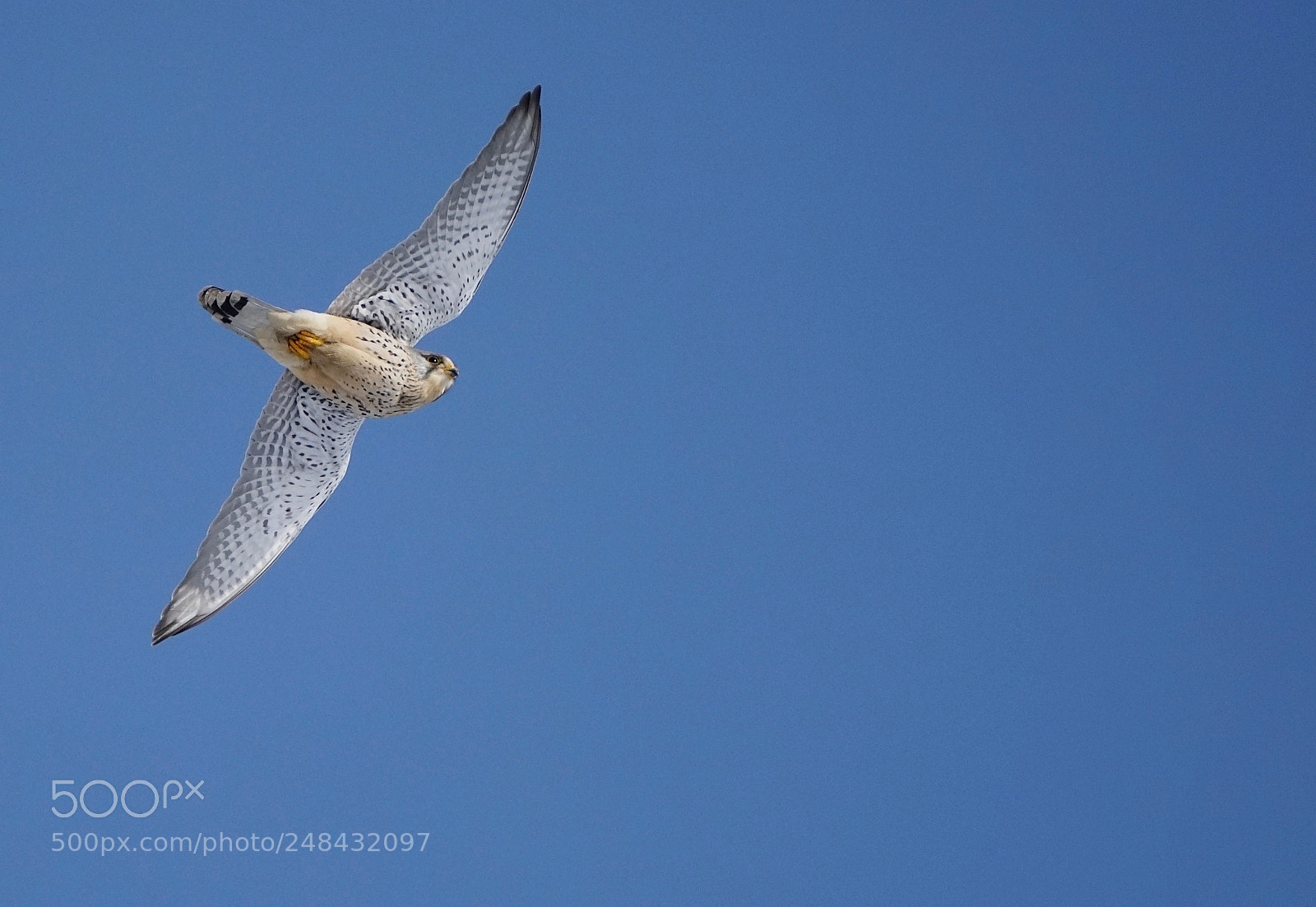 Sony a7R II sample photo. Kestrel photography