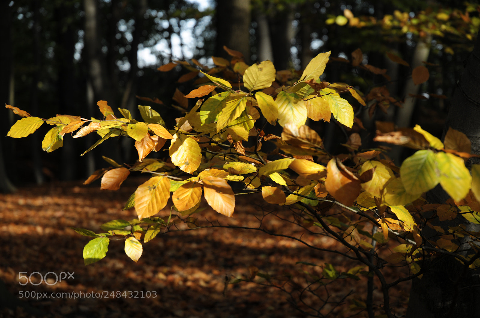 Nikon D300 sample photo. Sunleafs photography