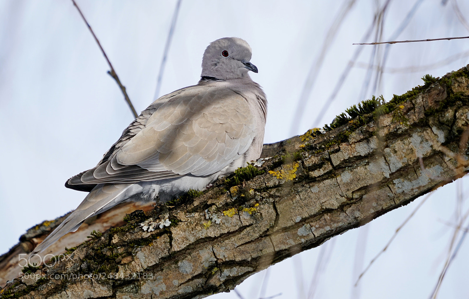 Sony a7R II sample photo. Collared dove photography
