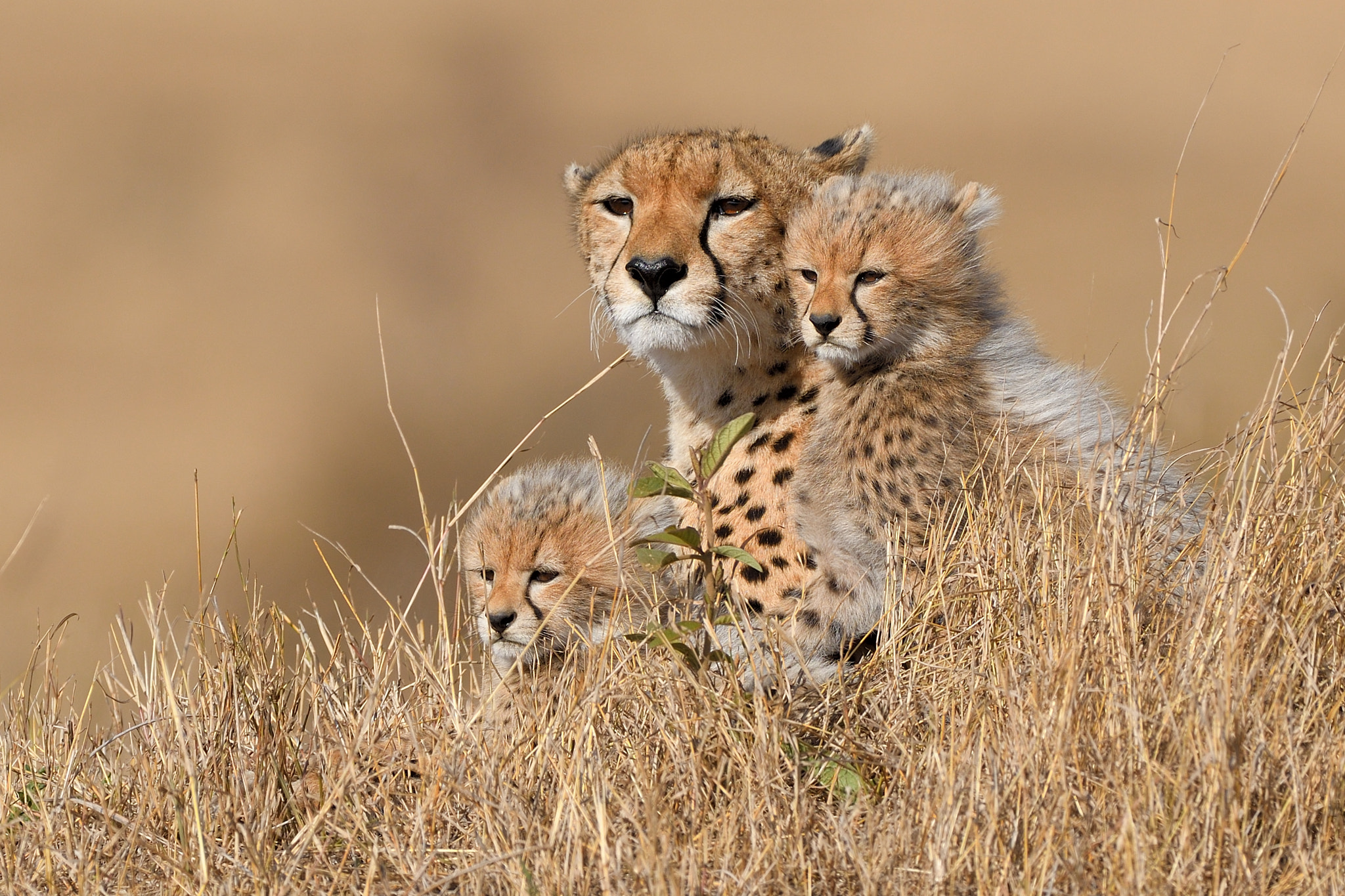 Nikon D500 + Nikon AF-S Nikkor 500mm F4G ED VR sample photo. Malaika and her sons 2016 photography