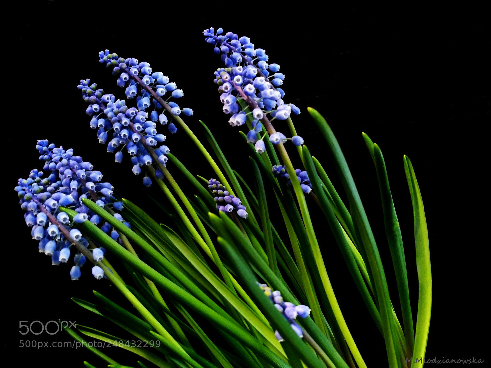 Xiaomi Redmi 3S sample photo. Grape hyacinth photography