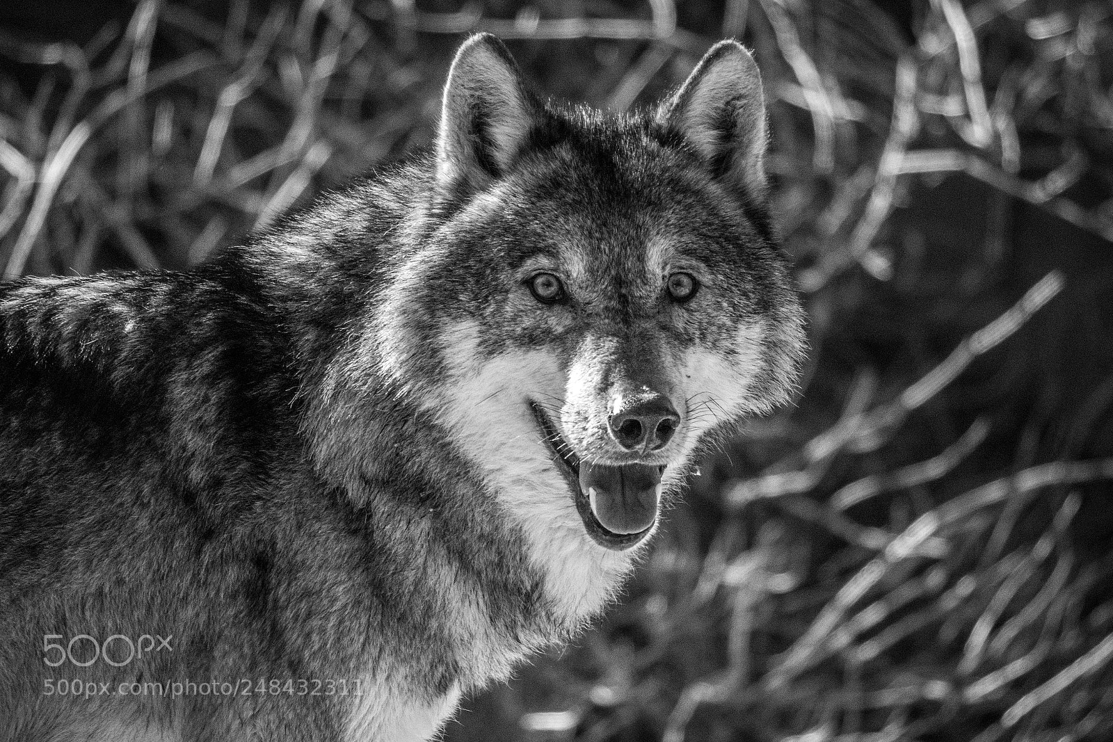 Sony a6000 sample photo. Wolf photography