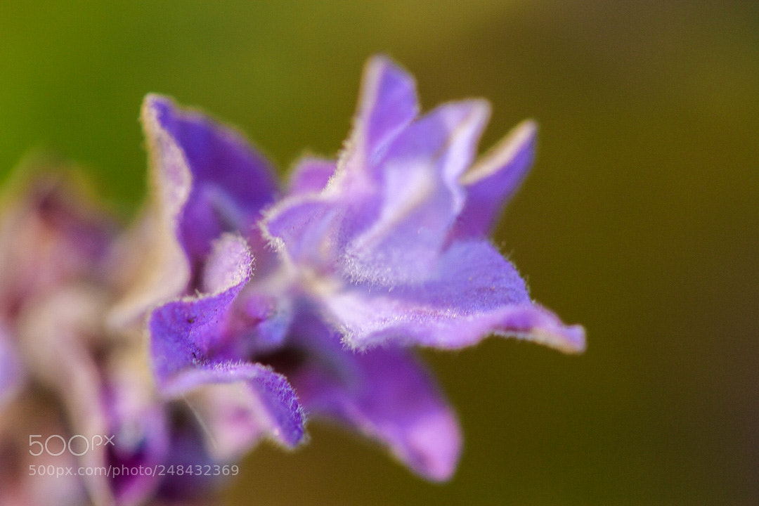 Canon EOS 7D sample photo. Lavender photography