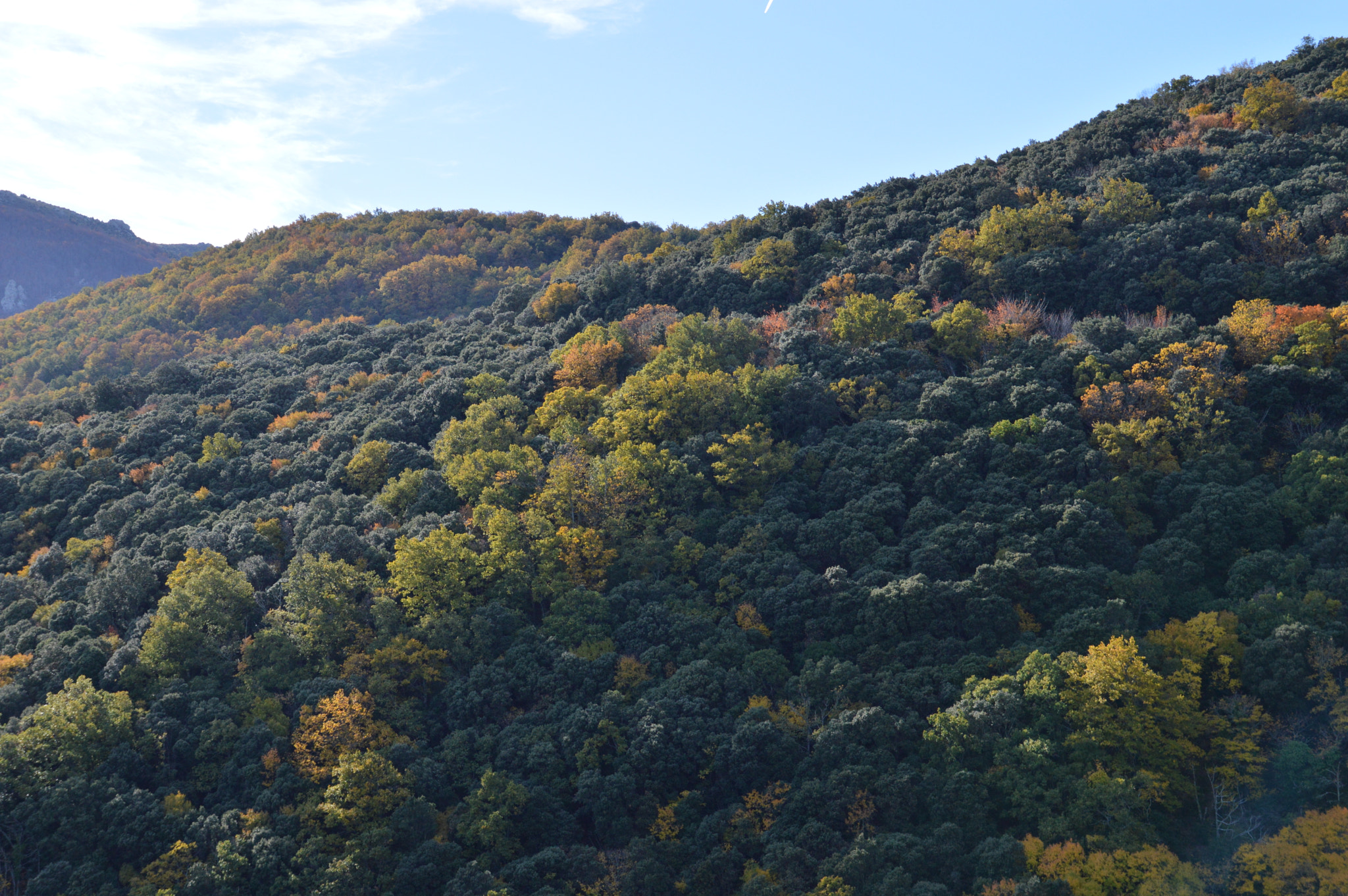 Sigma 18-200mm F3.5-6.3 II DC OS HSM sample photo. Forest photography