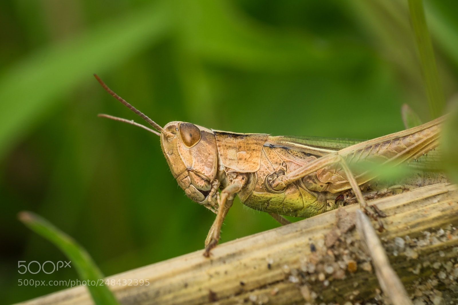 Fujifilm X-T1 sample photo. Grasshopper photography